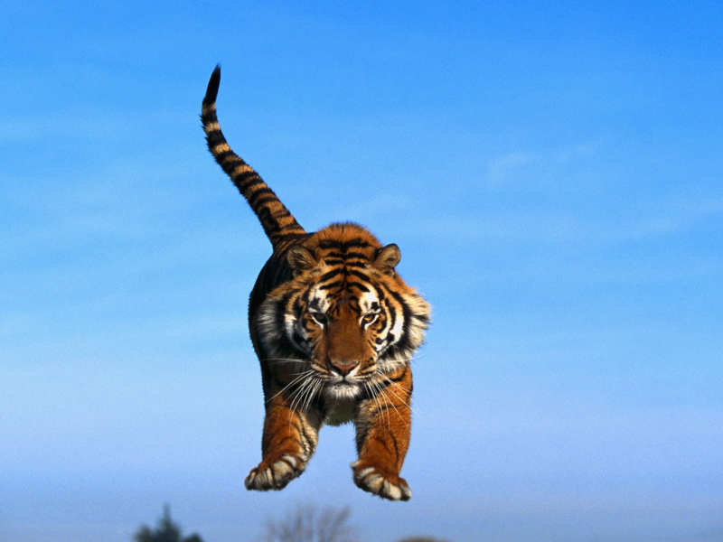 paws, sky, jump, tiger, tail