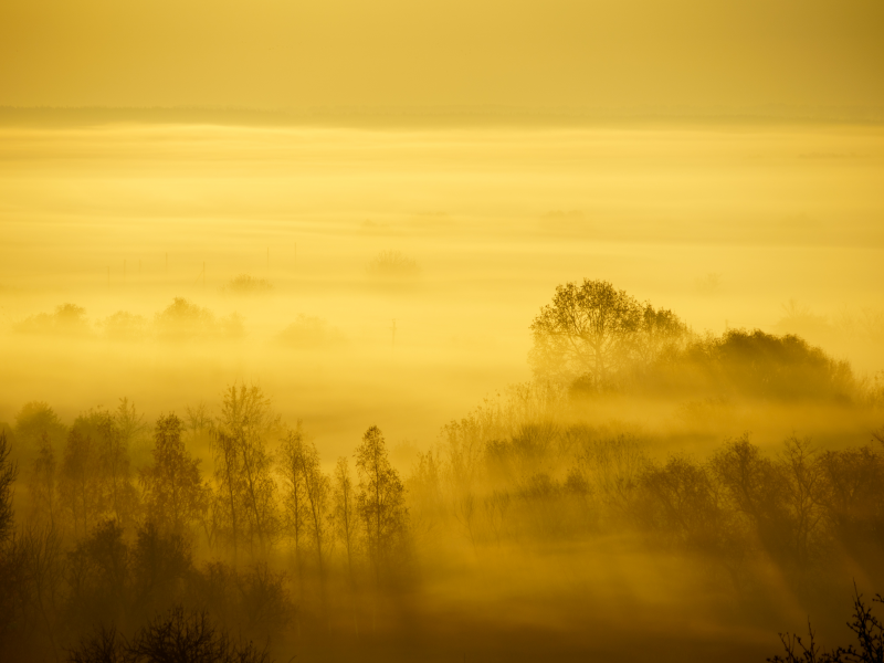 nature, forest, trees, fog