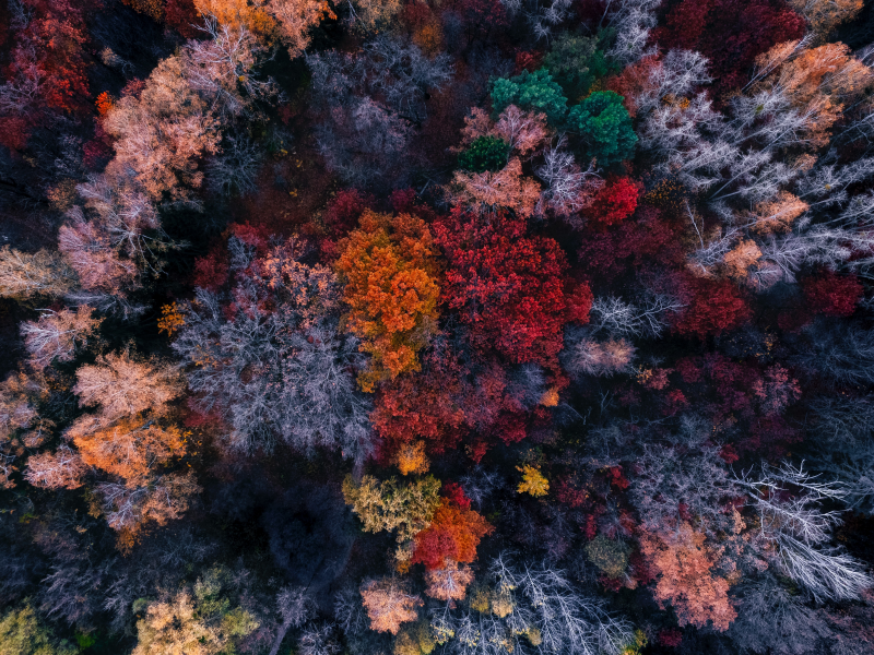 nature, forest, trees, top view
