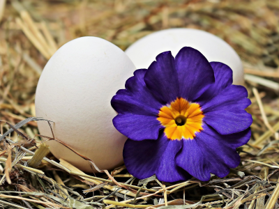 Яйца и цветок