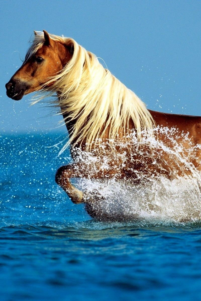 Лошадь в море