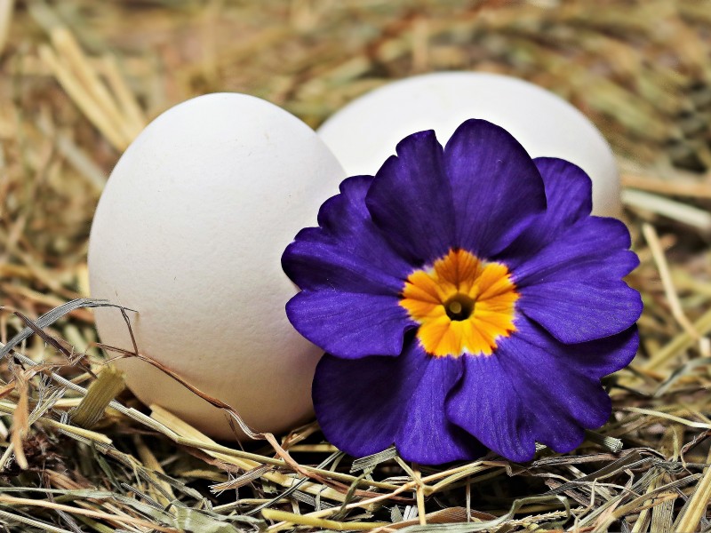 Яйца и цветок