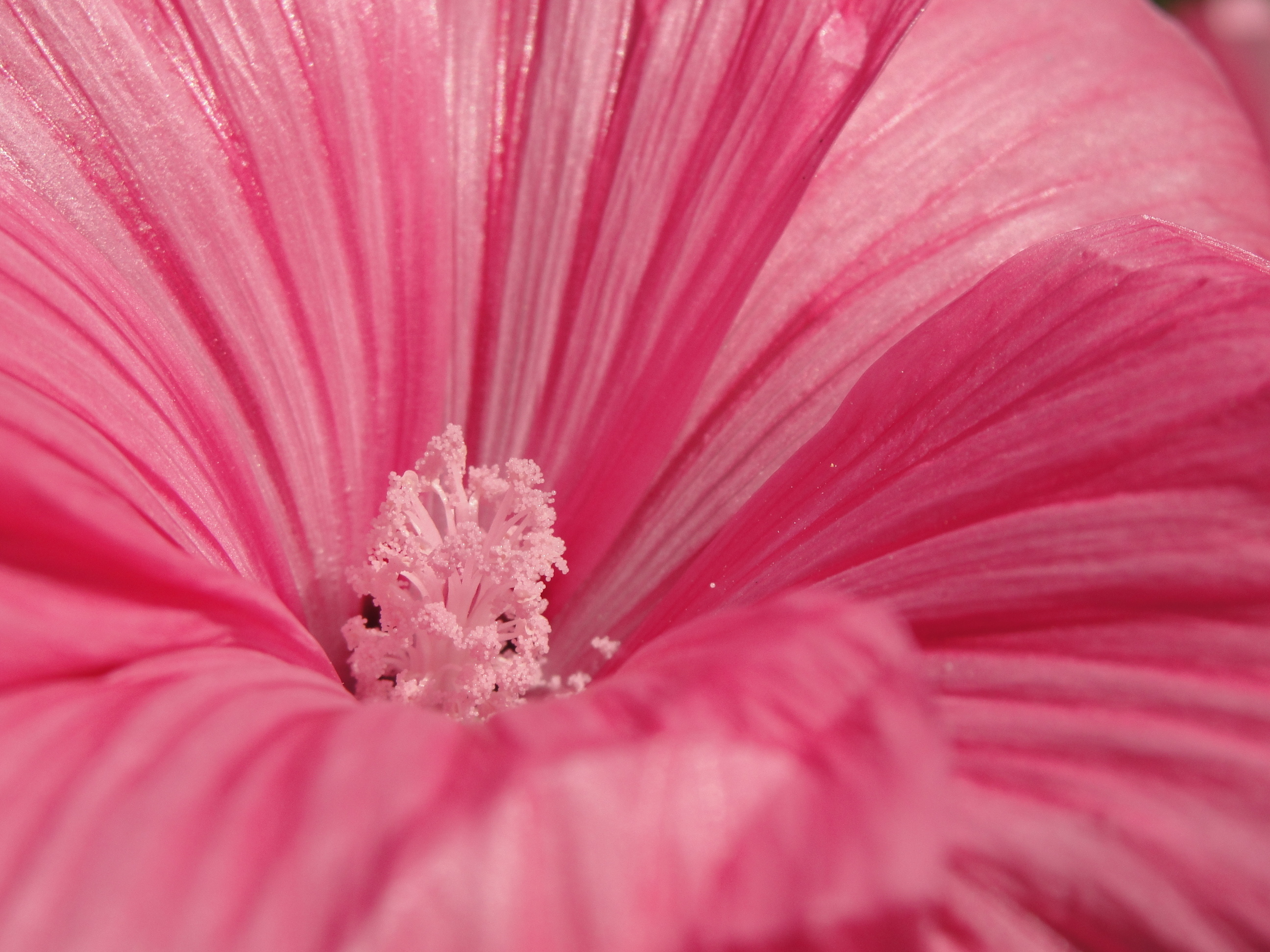 Pink basah. Розовые цветы. Цветочек розовый. Цветы Макросъемка. Розовый цвет.