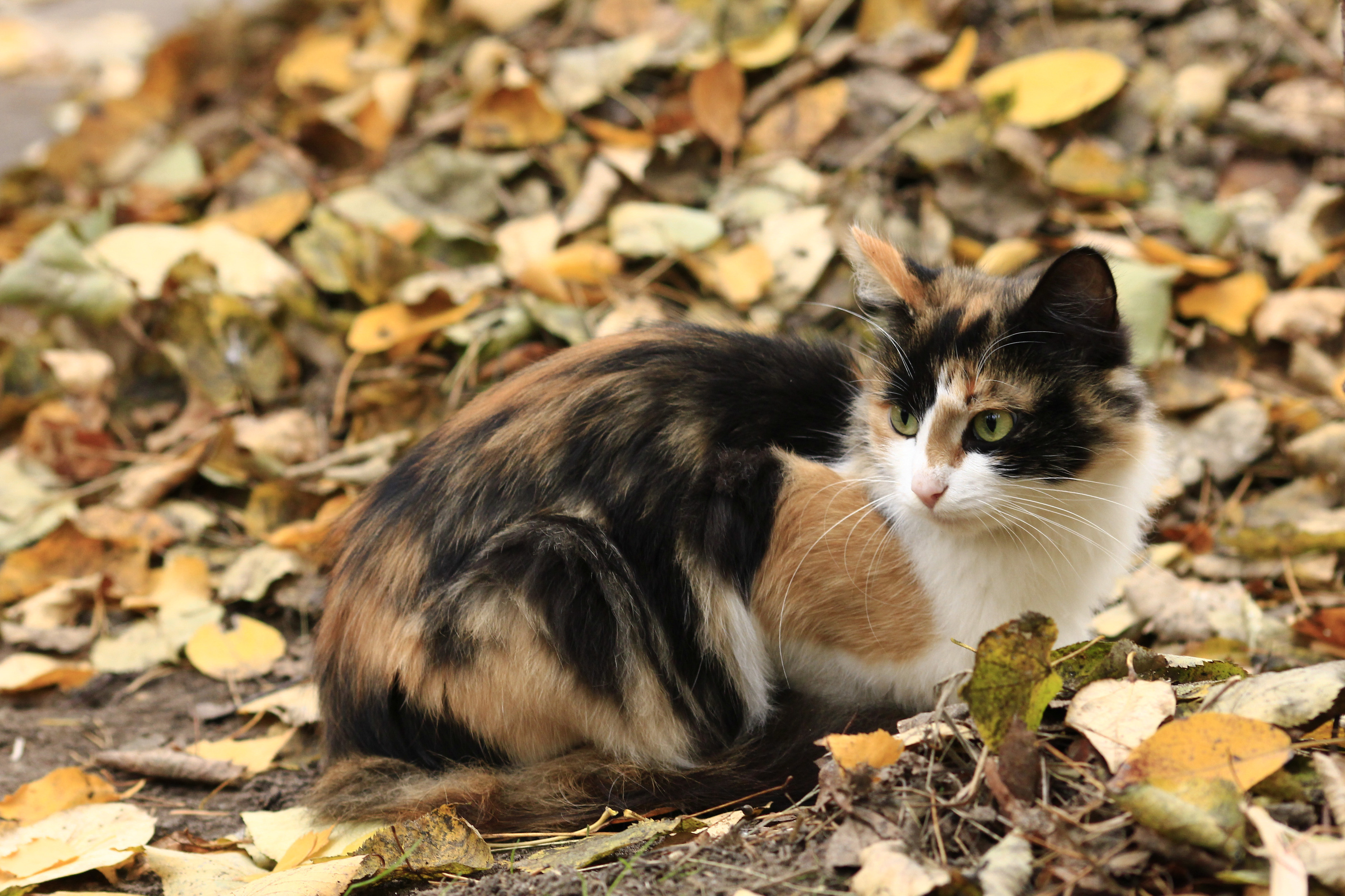 Пестрый кот. Трехцветные кошки Калико. Трёхцветная кошка Крысолов. Американская жесткошерстная кошка трехцветная. Трёхцветные беспородная.