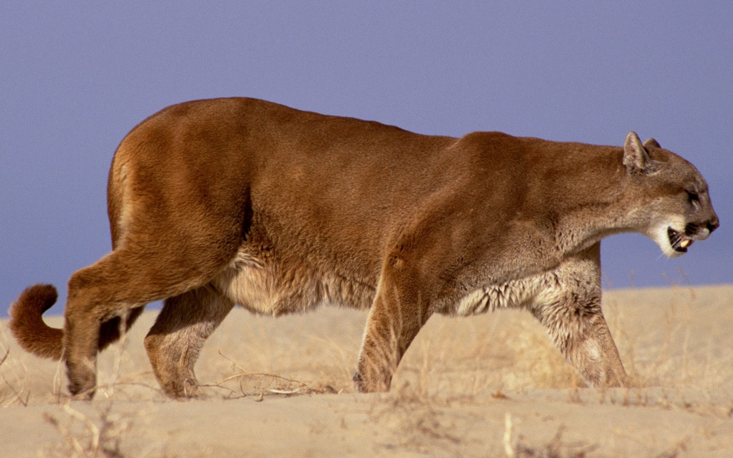 Лев какое млекопитающие. Саблезубый Кугуар. Хищные млекопитающие. Пума. Пума (животное).