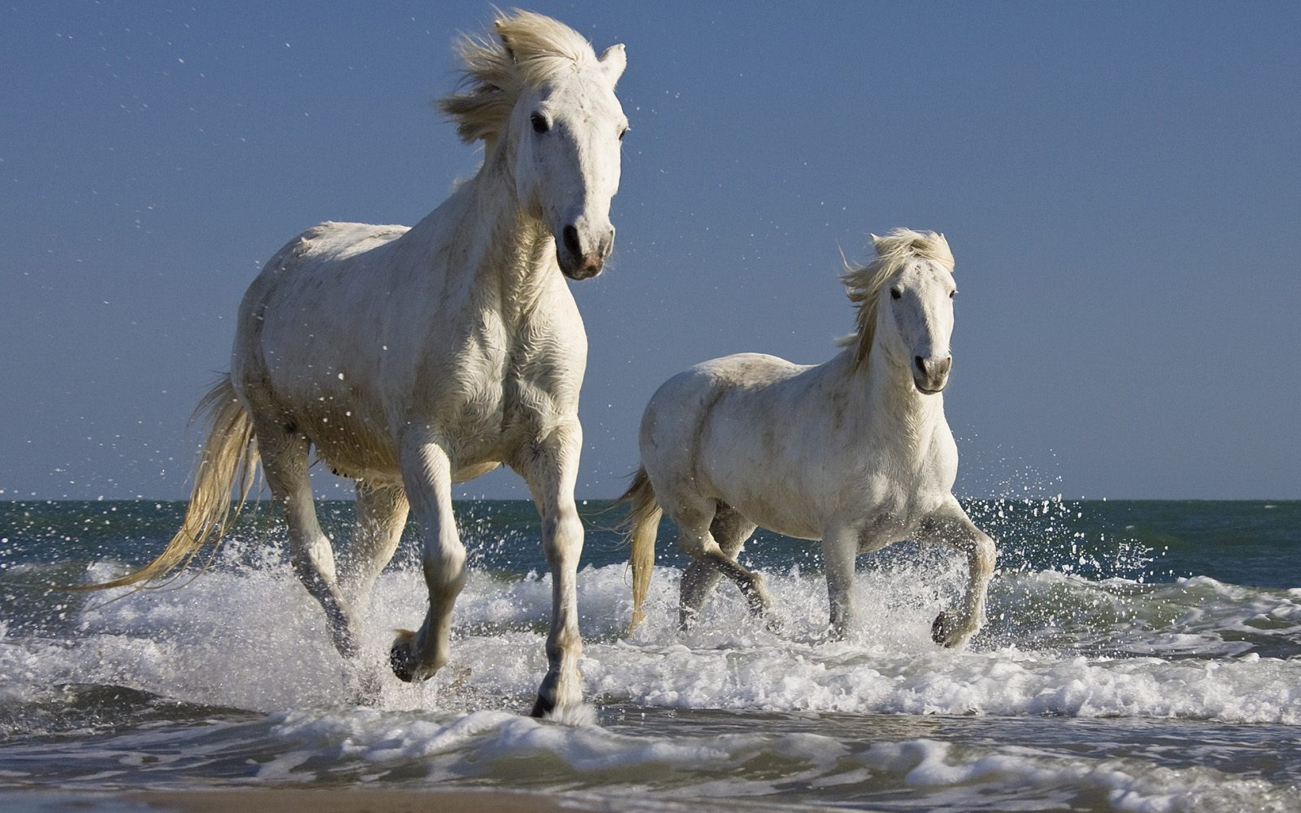 Картинки хороших лошадей. Камаргу лошадь. Камаргу морские лошади. Тасия Камаргу. Камаргу порода лошадей.