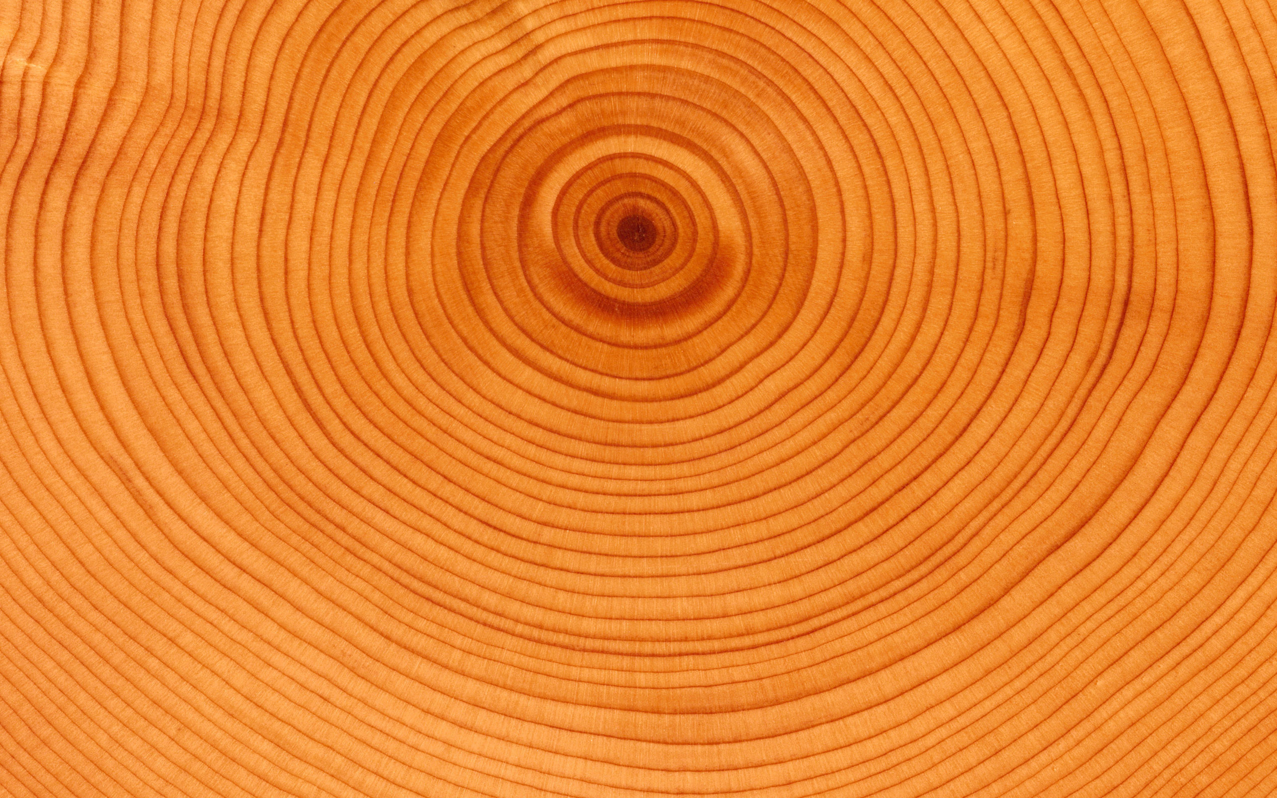 Обои древесина, дерево, текстура, годовые кольца, спил, кольца на .