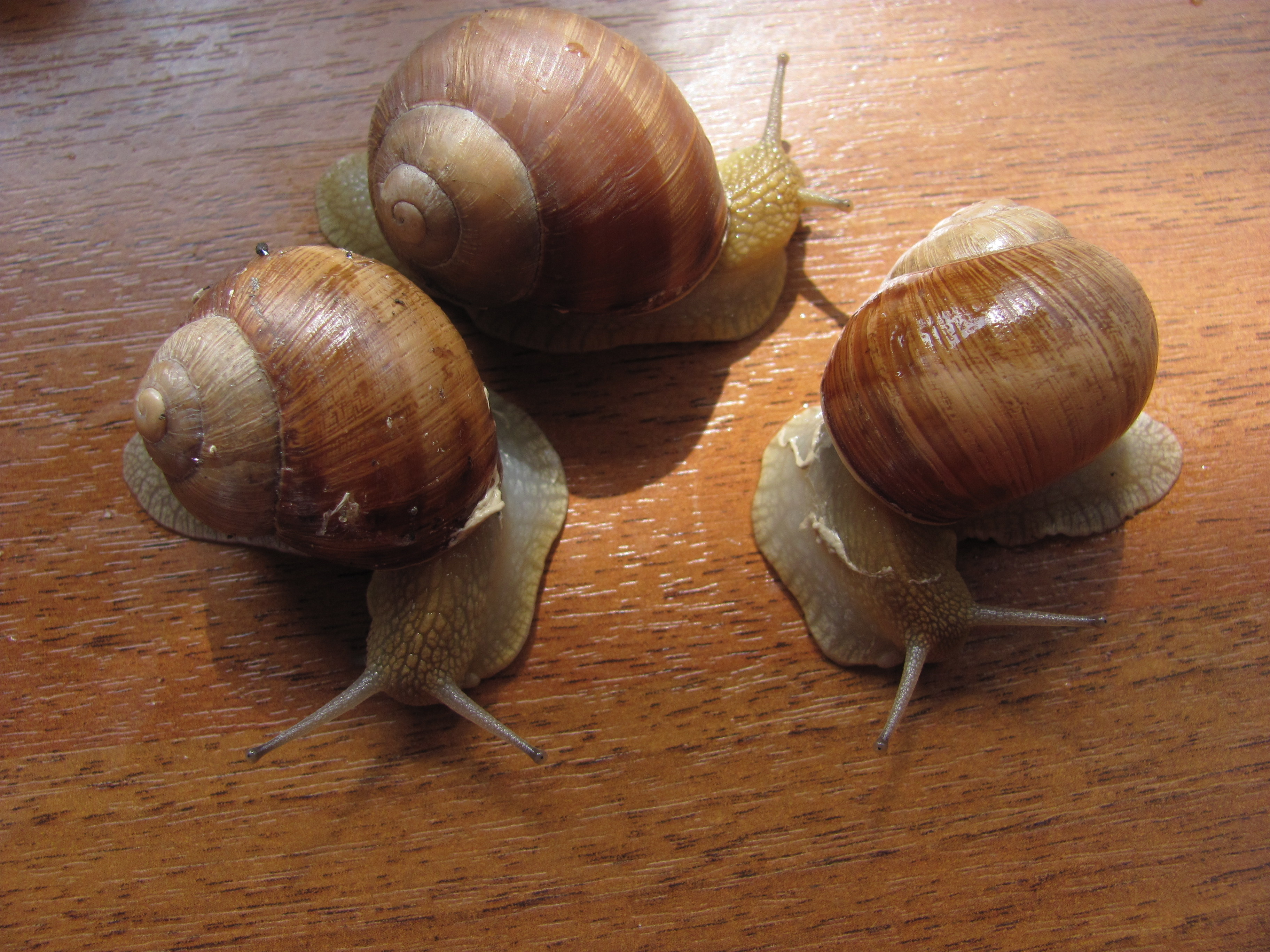 Улитка х. Улитка Helix pomatia. Виноградная улитка Хеликс. Виноградная улитка съедобная. Хеликс Албенсис улитка.