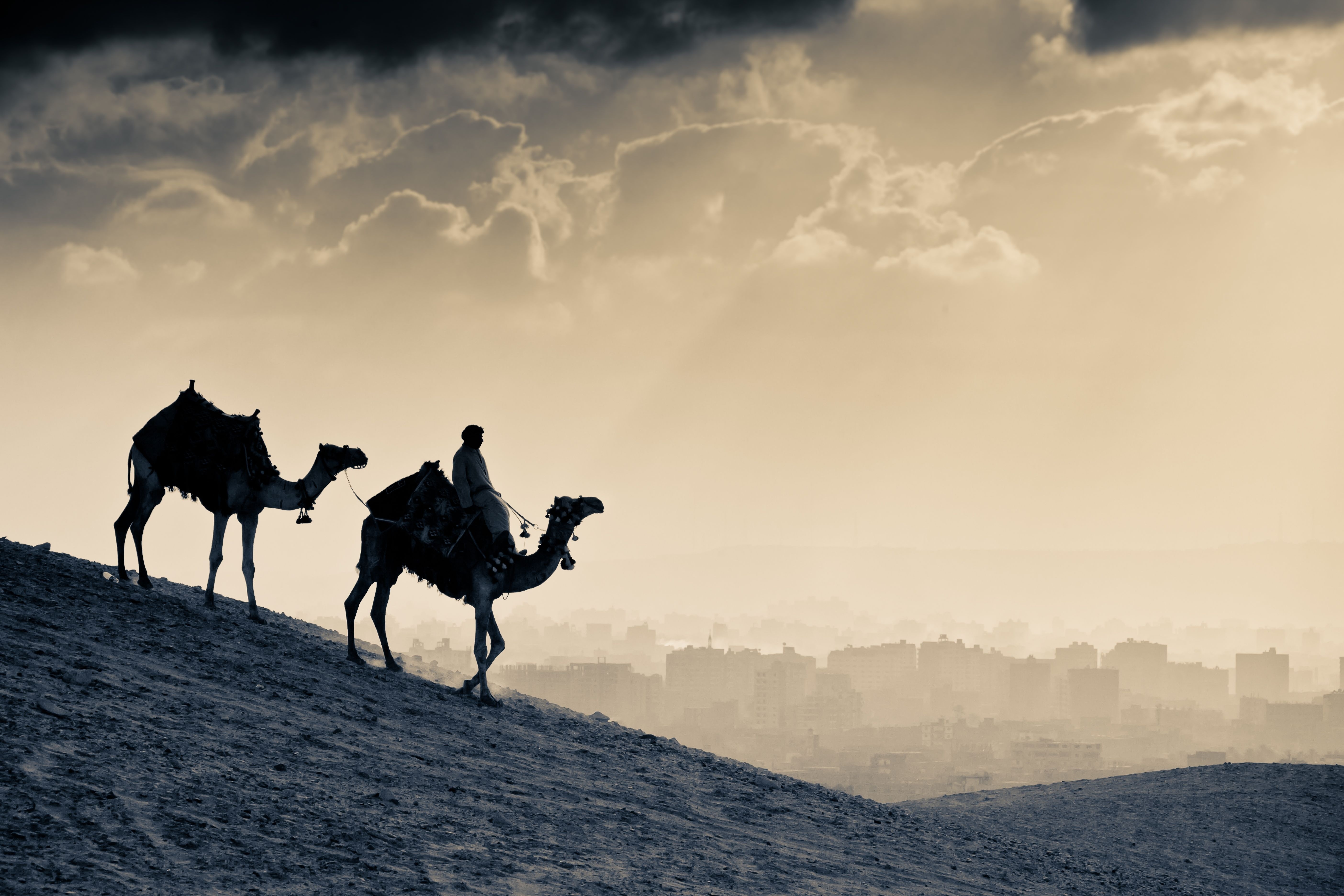 Караван рекламы. Сахабы пророка. Верблюд в пустыне. Арабский фон. Арабский верблюд.
