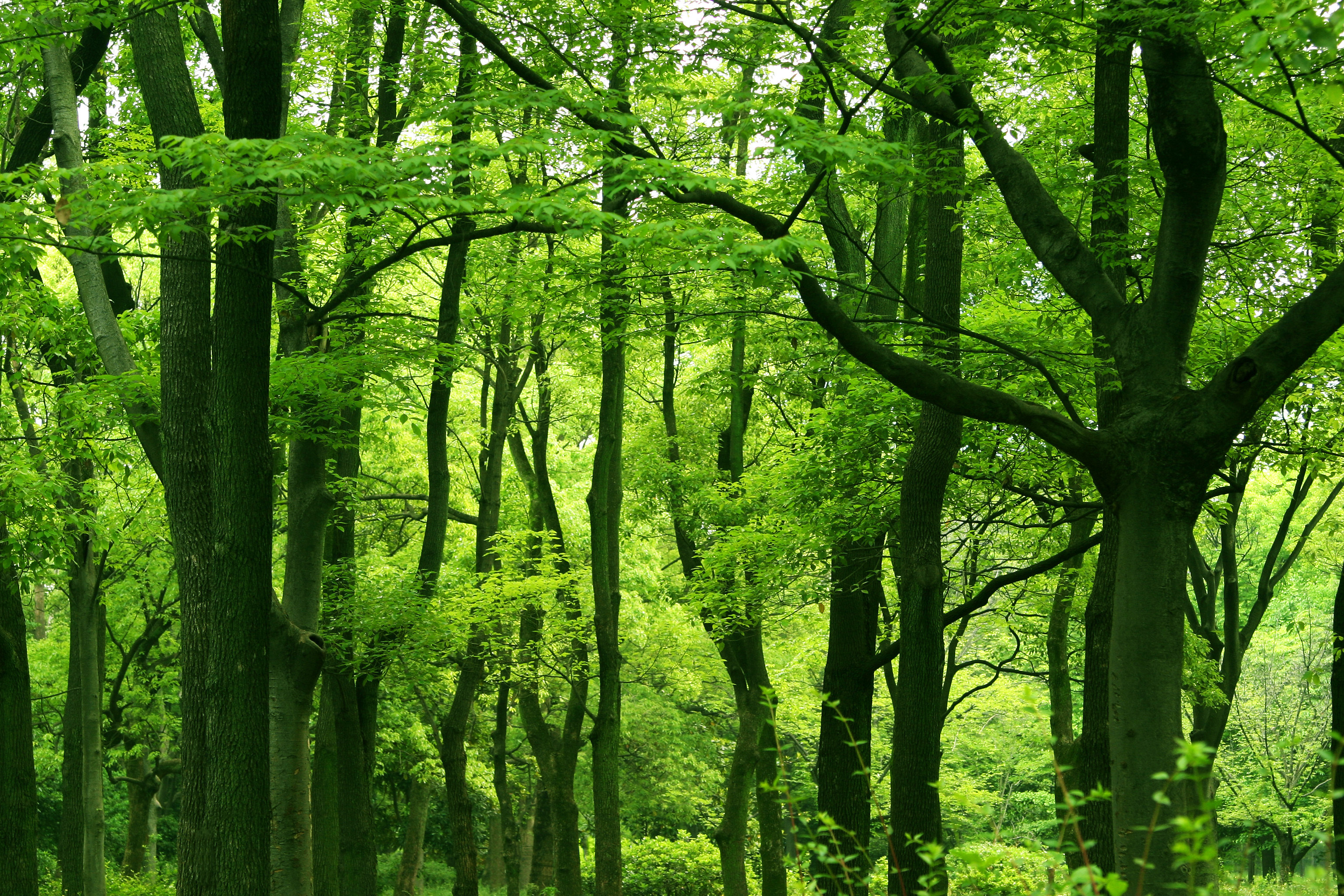 Широко листверрый лес деревья