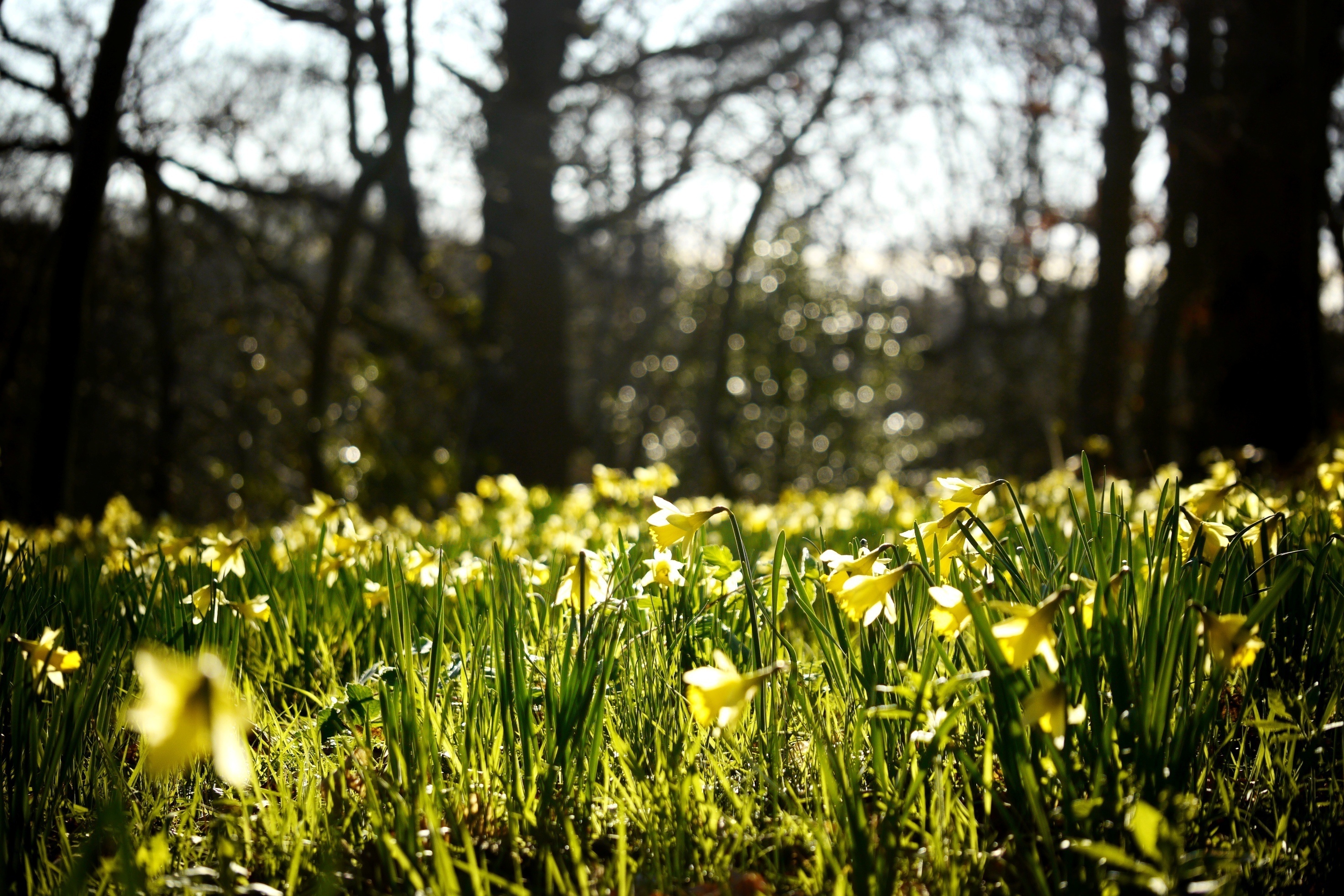 Фото весны на рабочий. Нарциссы. Весенние Лесные цветы.