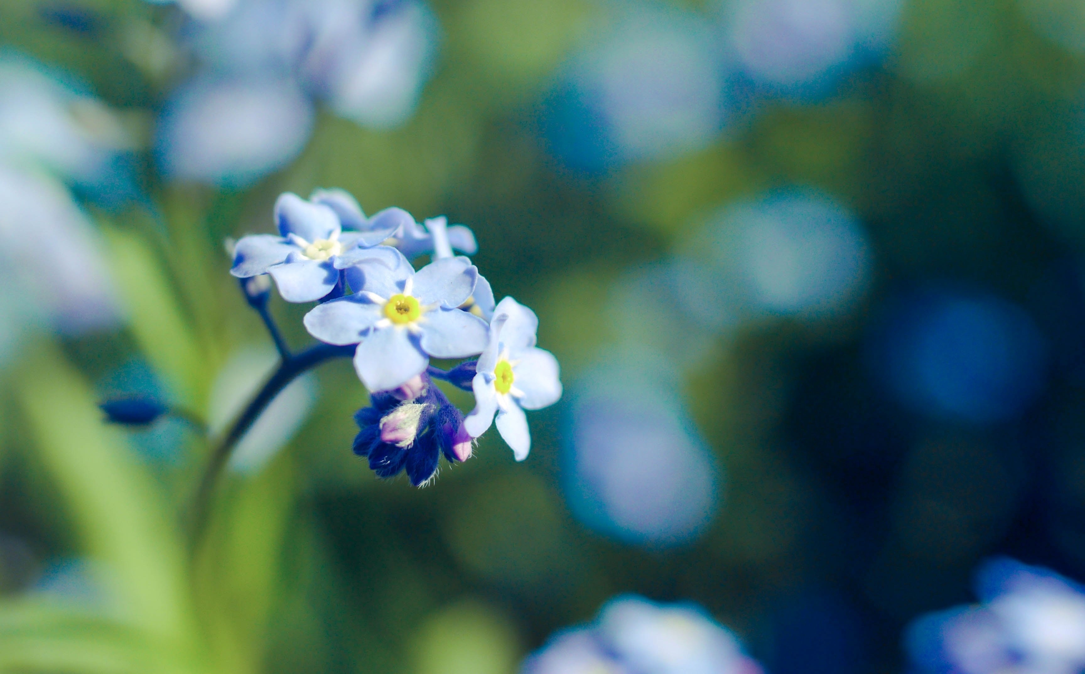 Незабудки цветут малинин слушать. Незабудки. Красивые незабудки. Цветы на голубом фоне. Ромашки и незабудки.