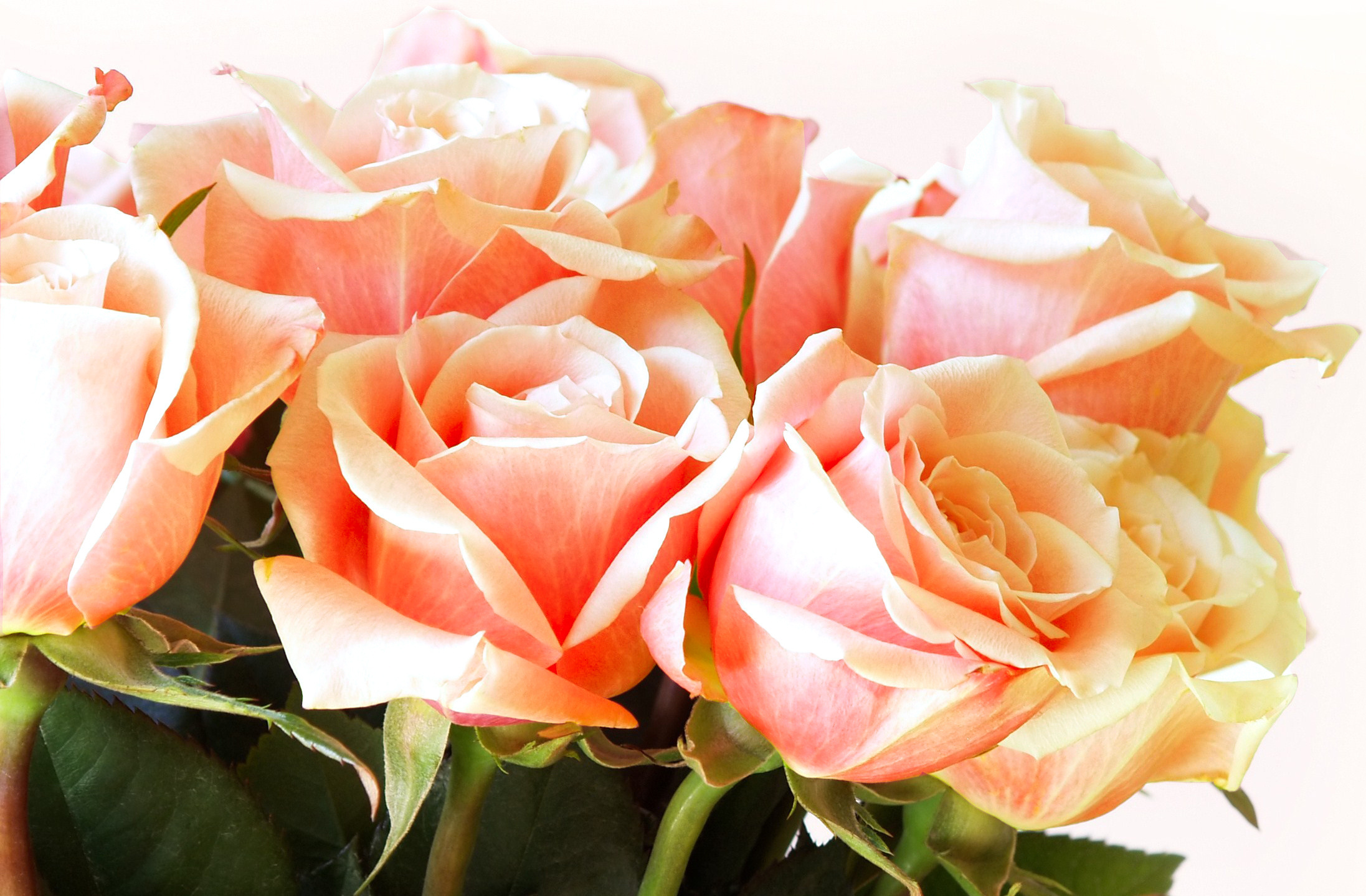 Цветы розы фото. Роза Конкиста. Роза шикарная. Букет роз. Шикарные цветы.