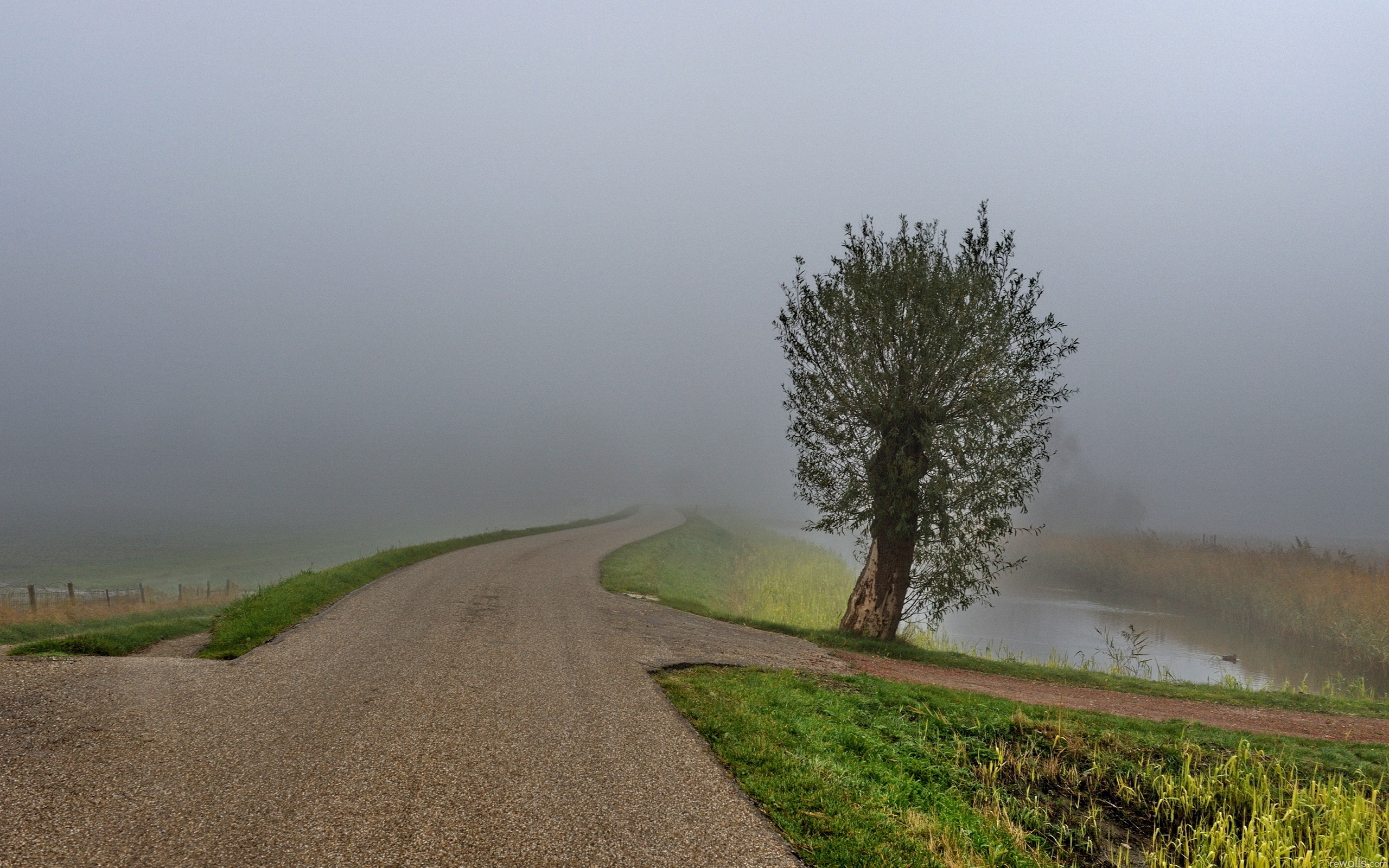 Вырасти у дороги. Туман. Дорога в тумане. Дорога и туман природа вокруг. Дорога с деревьями по обеим сторонам.