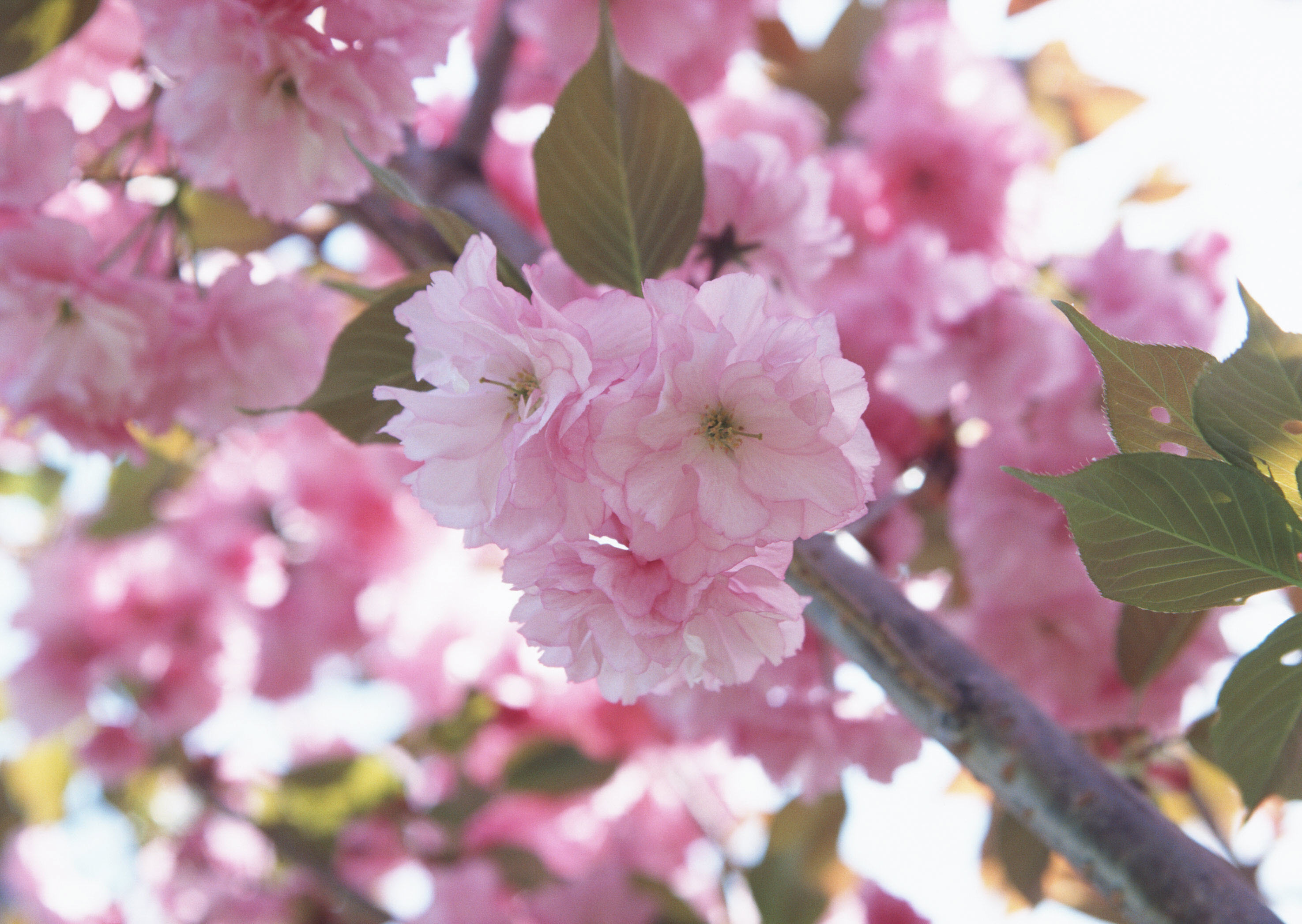 Красивые картинки первый. Сакура (вишня декоративная) Ошидори. Прунус блоссом розовый. Сакура это вишня или яблоня. Розовая вишня.