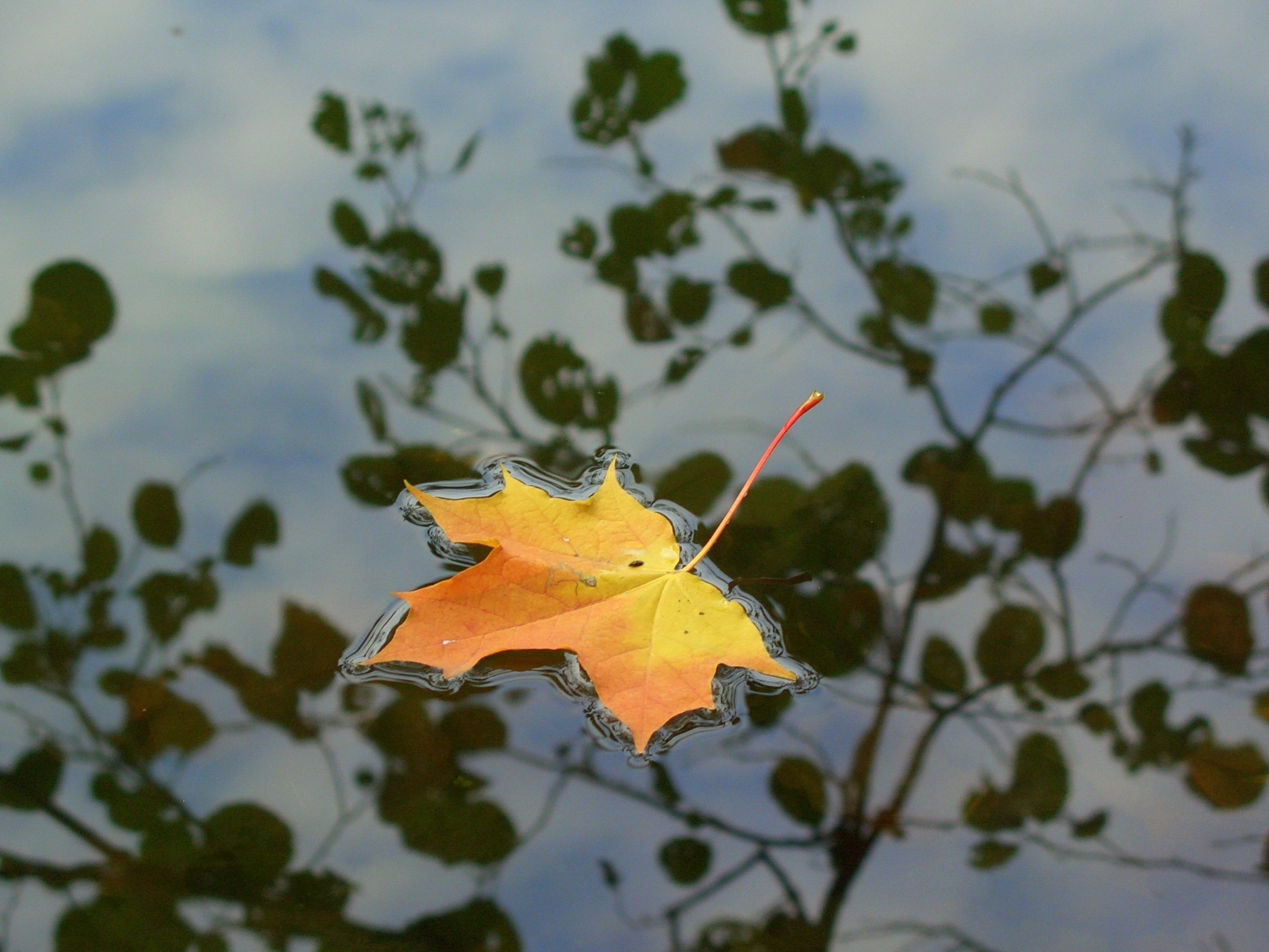 Падающие листья в воду. Листья на воде. Осенние листья в луже. Осень лужи листья. Кленовый лист в луже.