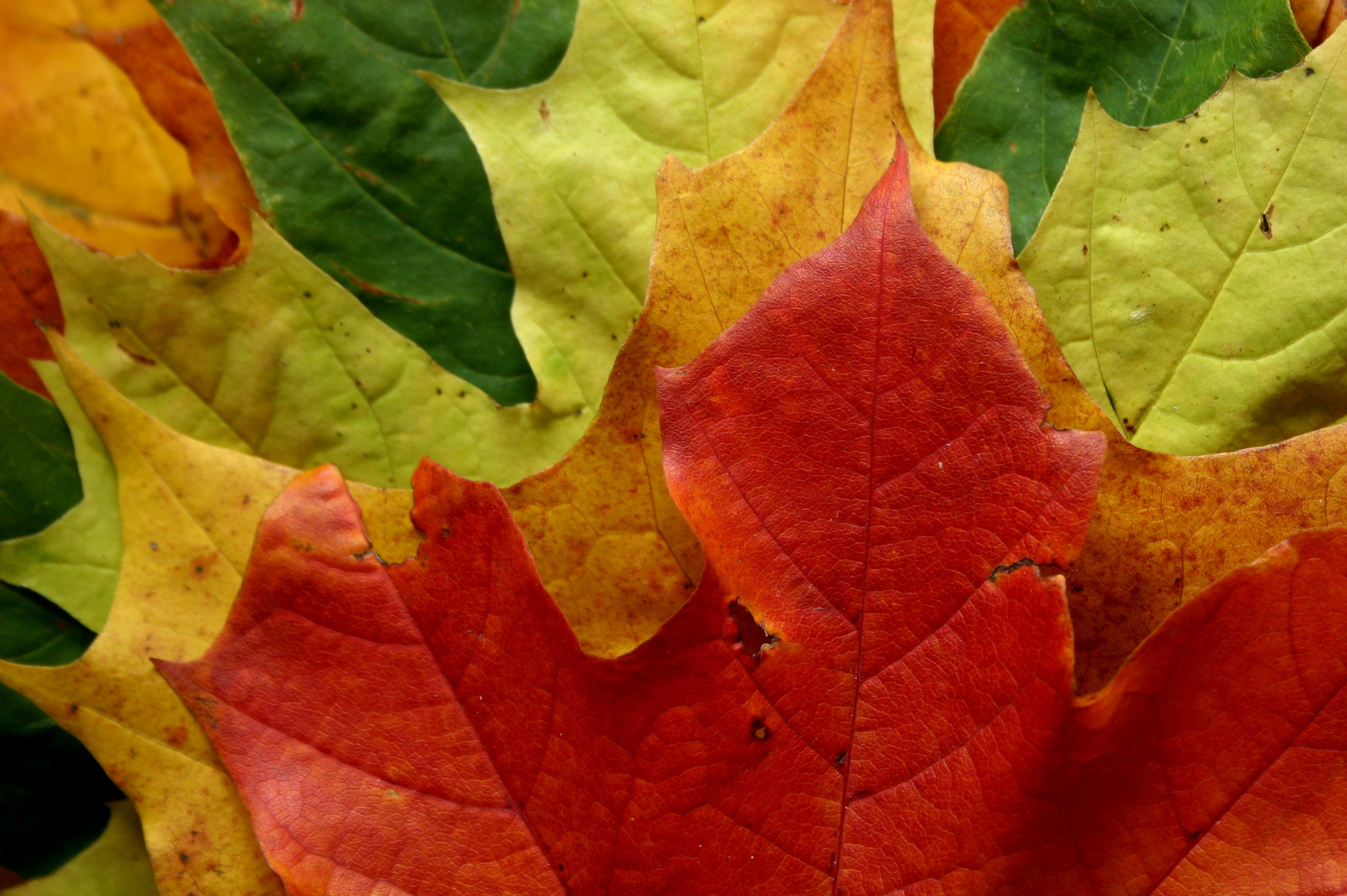 Каким цветом листья осенью. Осенние листья. Разноцветные листья. Красивые листочки. Листья осенью.