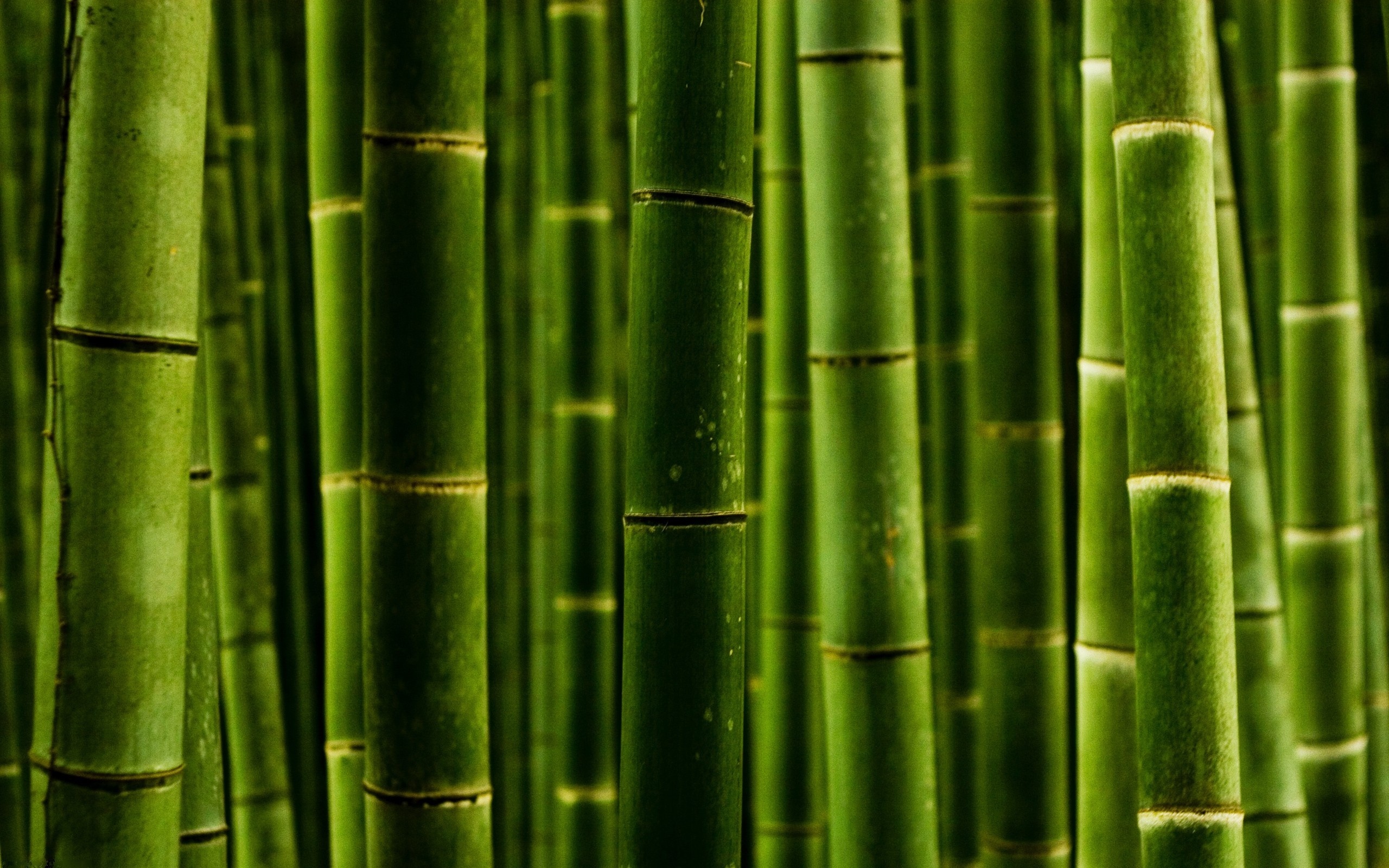 Обои бамбук, стволы, фото, природа, макро, обои на рабочий стол