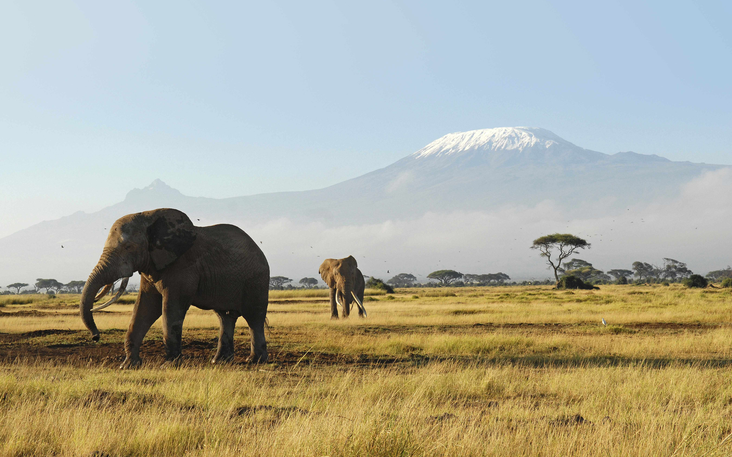Каждое утро в африке. Сафари Килиманджаро. Кения Килиманджаро слоны. Национальный парк Амбосели Кения. Национальный парк Килиманджаро.