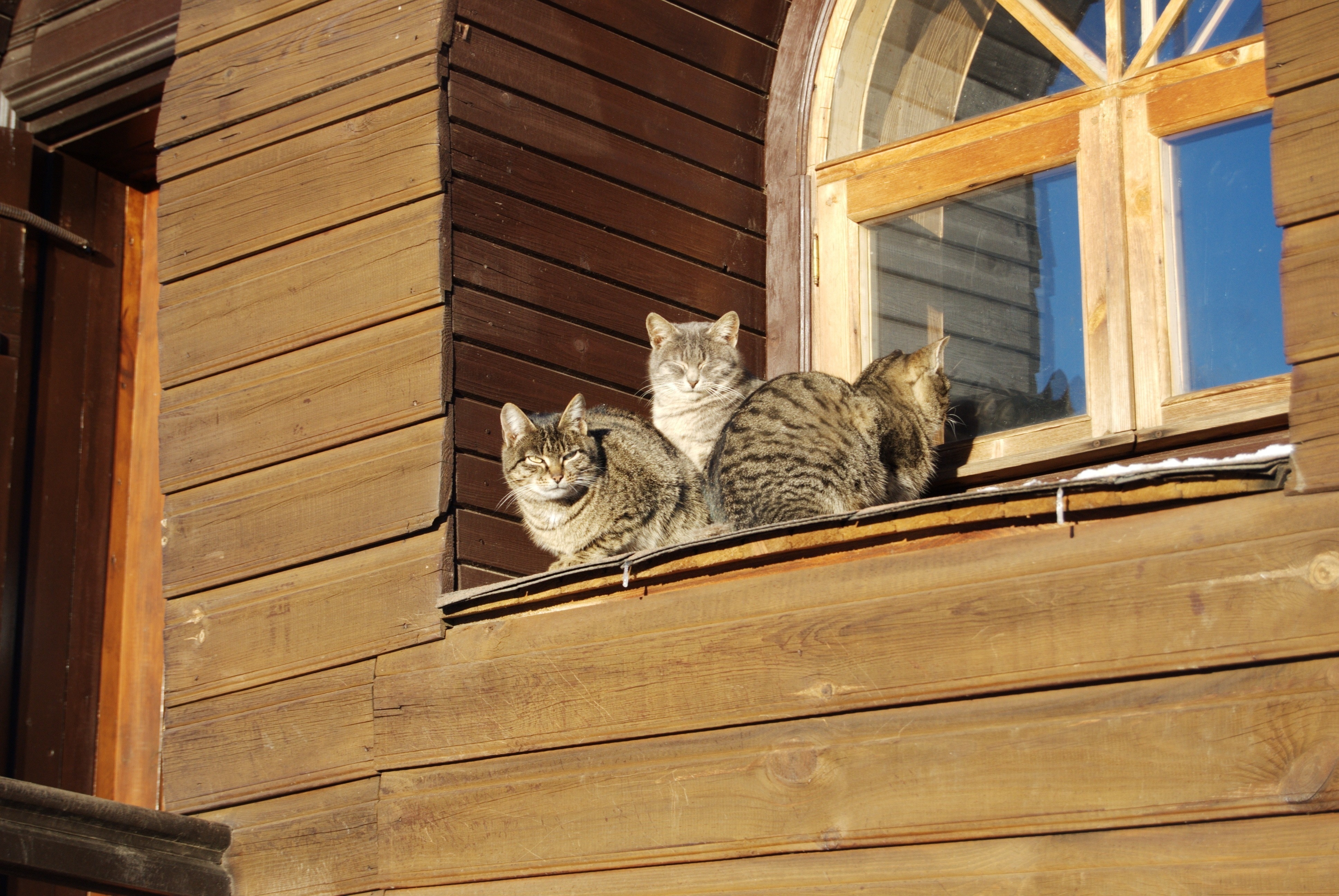 Кот на карнизе. Кошка в деревне. Домик для кошек. Деревенский кот.