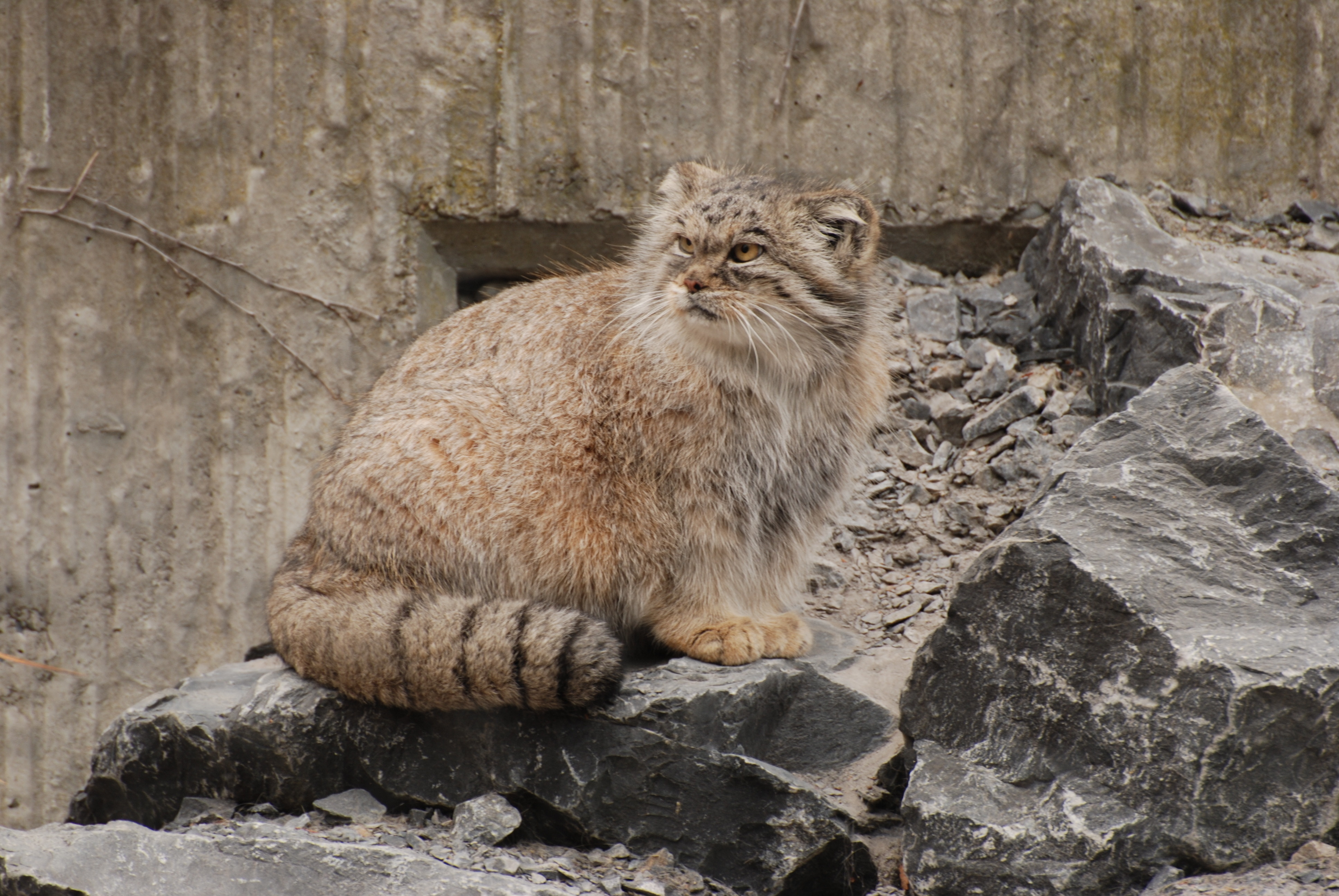 Плотность шерсти манула. Кот Манул. Тибетский Манул. Горный кот Манул. Манул Забайкальский.