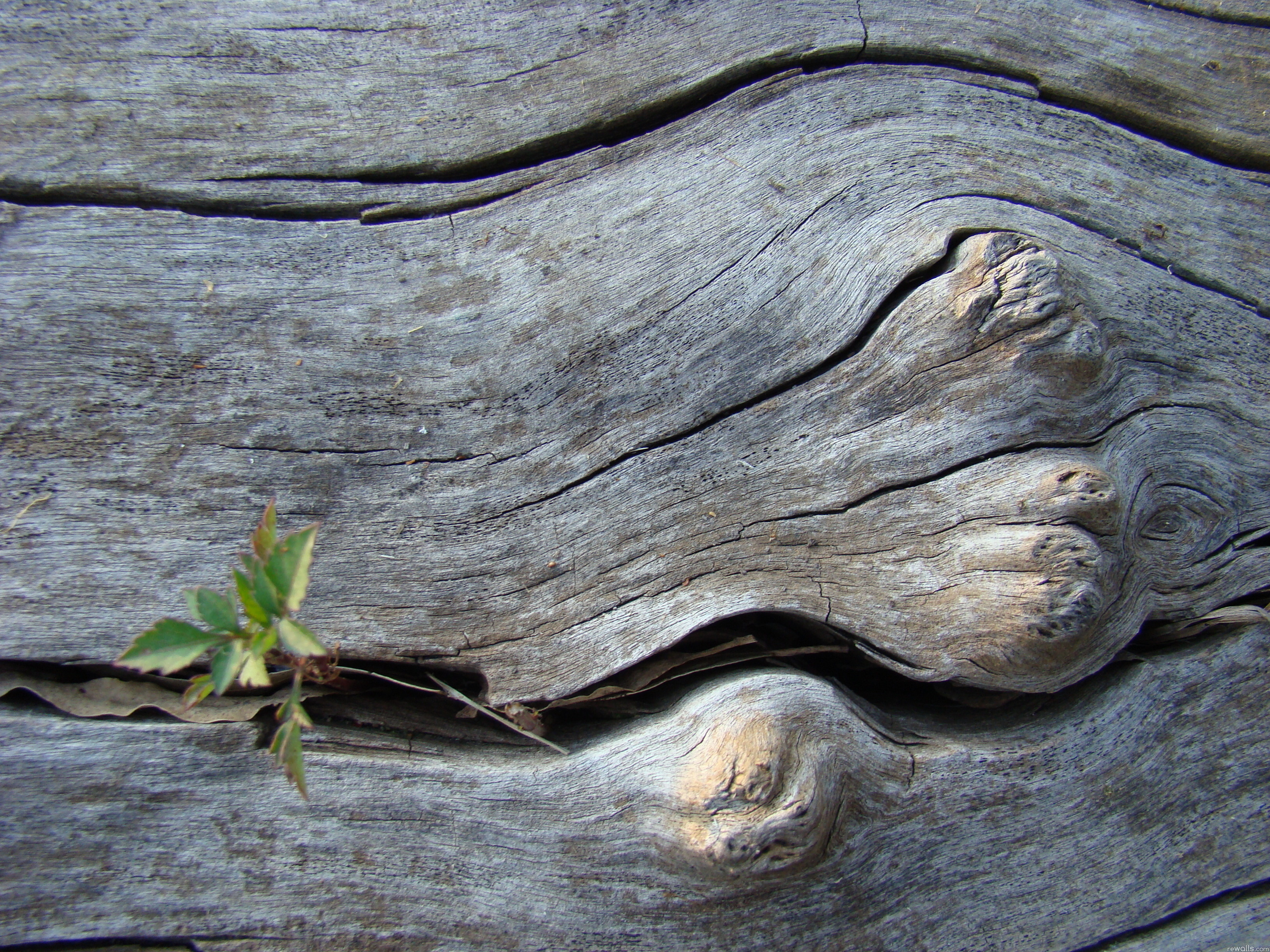 Трещины на листьях. Старое дерево. Текстура старого дерева. Фон дерево. Старая древесина.