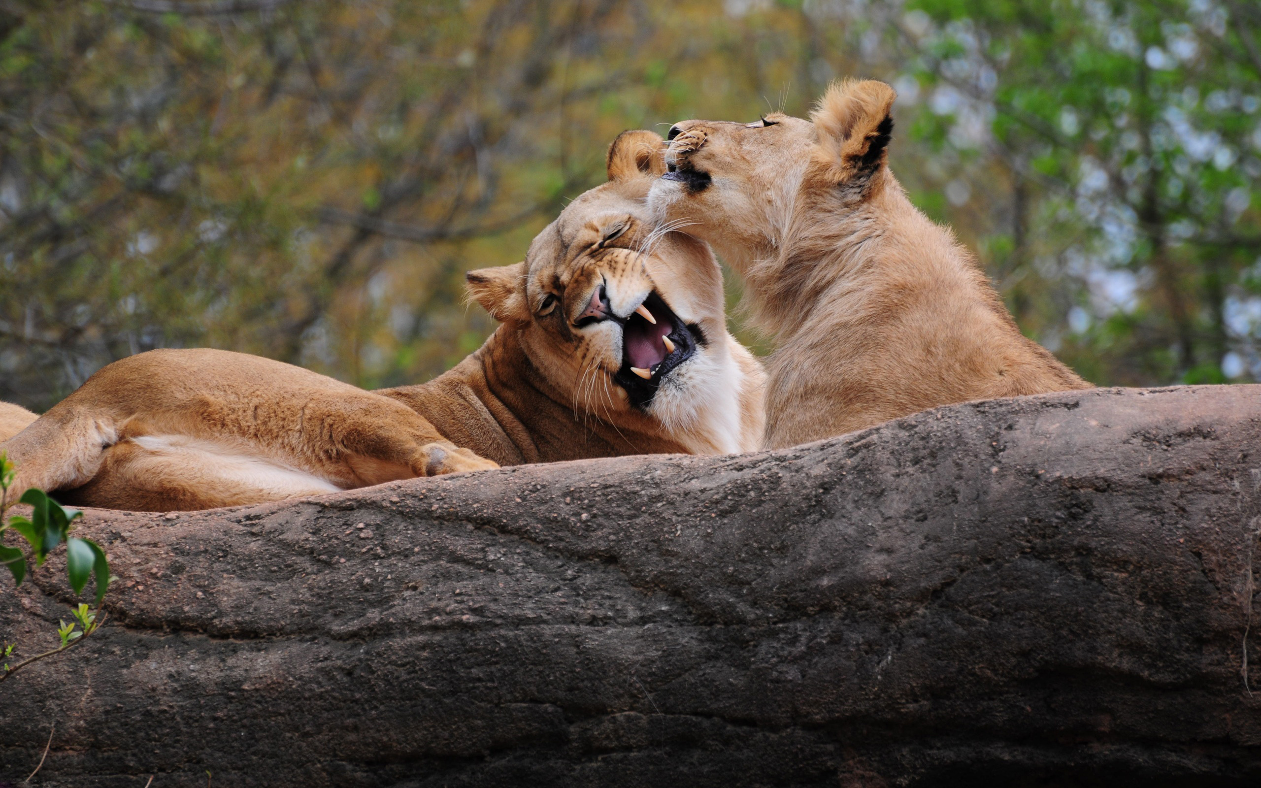 He love animals. Лев и львица. Львы в дикой природе. Животные пары. Львы любовь.