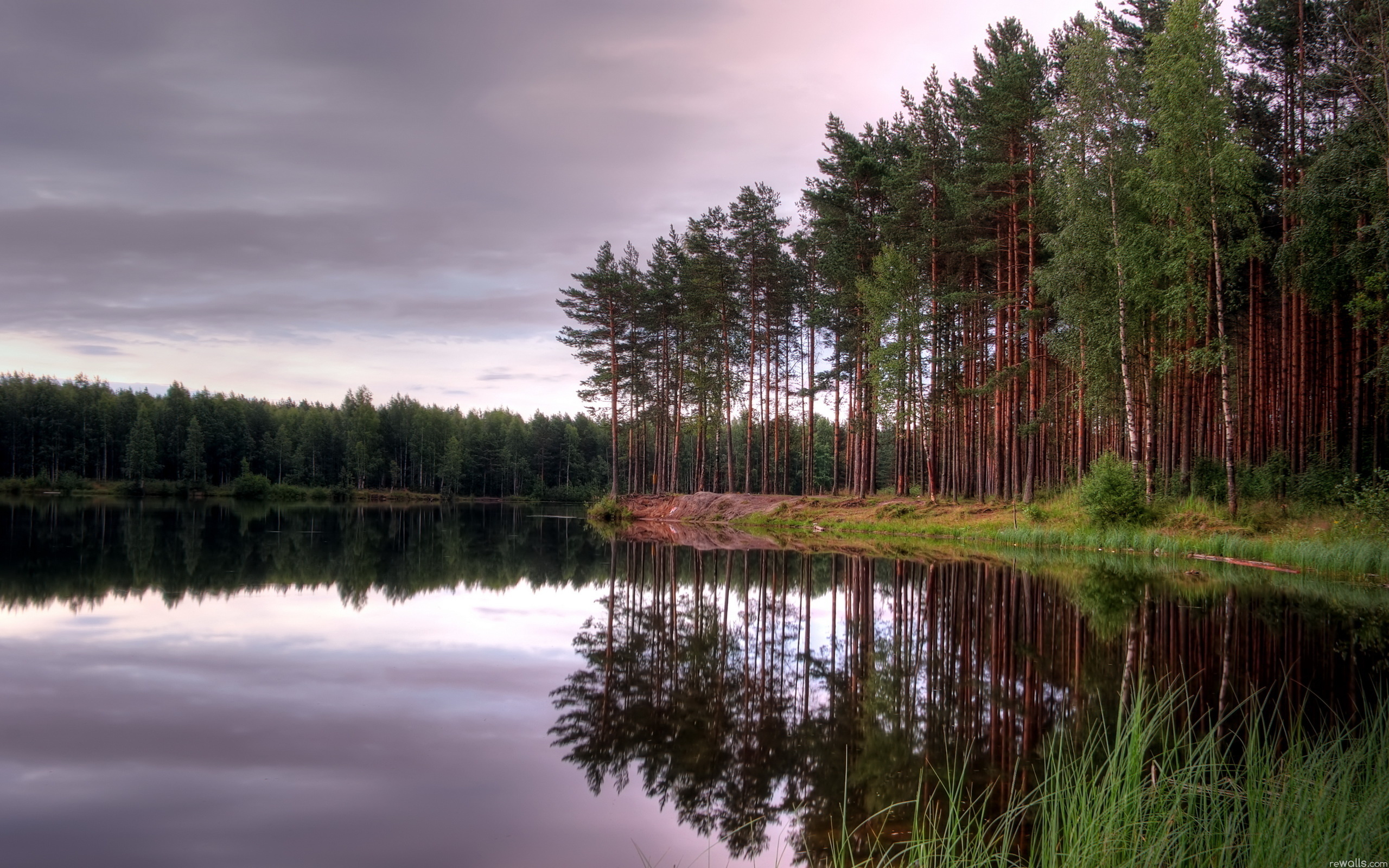 Озеро возле леса. Лесное озеро Сестрорецк. Лесное озеро Карелия. Сосновый Бор Карелия. Озеро Сосновый Бор Марий Эл.