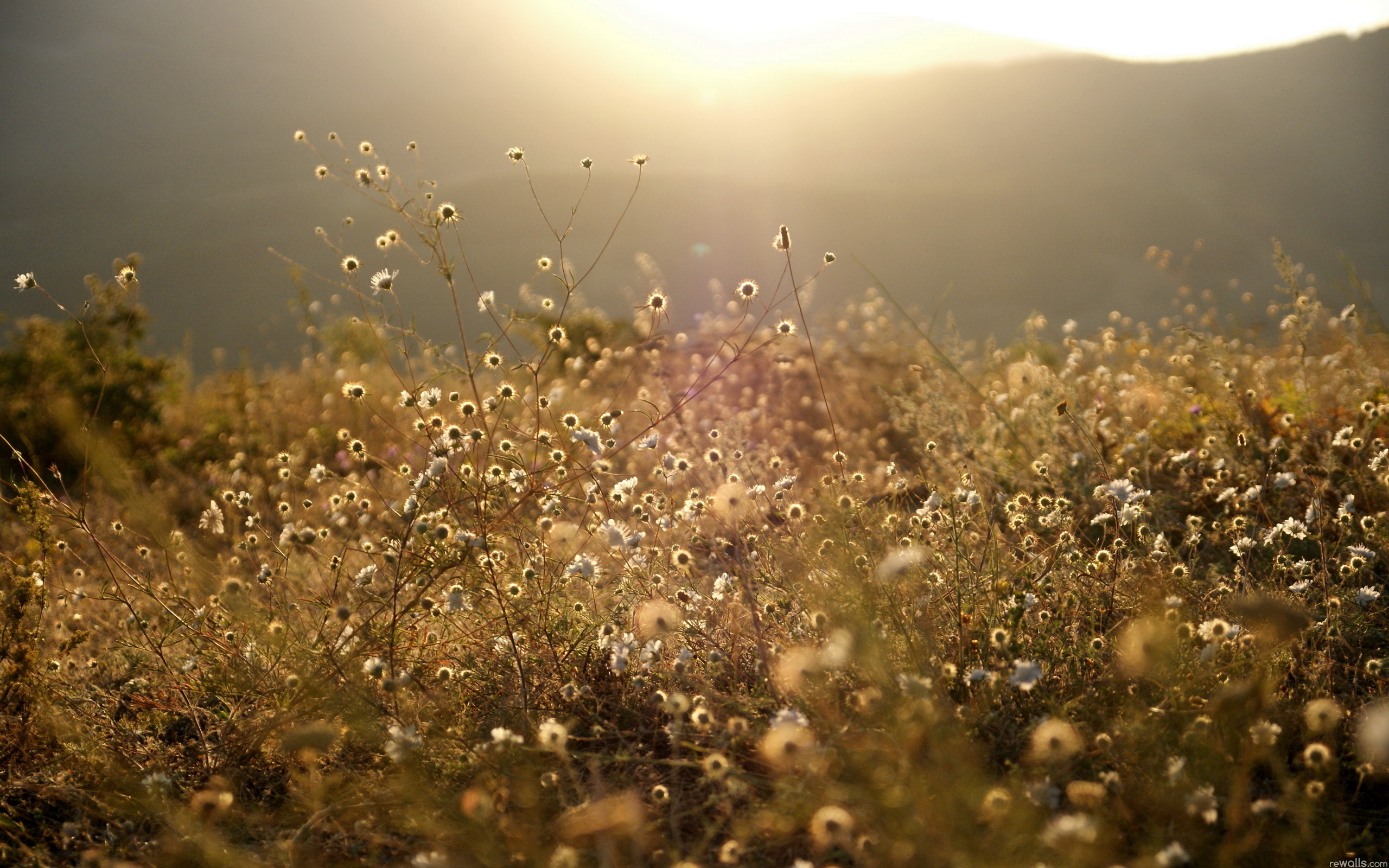 Солнечный луч солнечный дождик. Природа в пастельных тонах. Трава в лучах солнца. Луг в солнечных лучах. Цветы в солнечных лучах.
