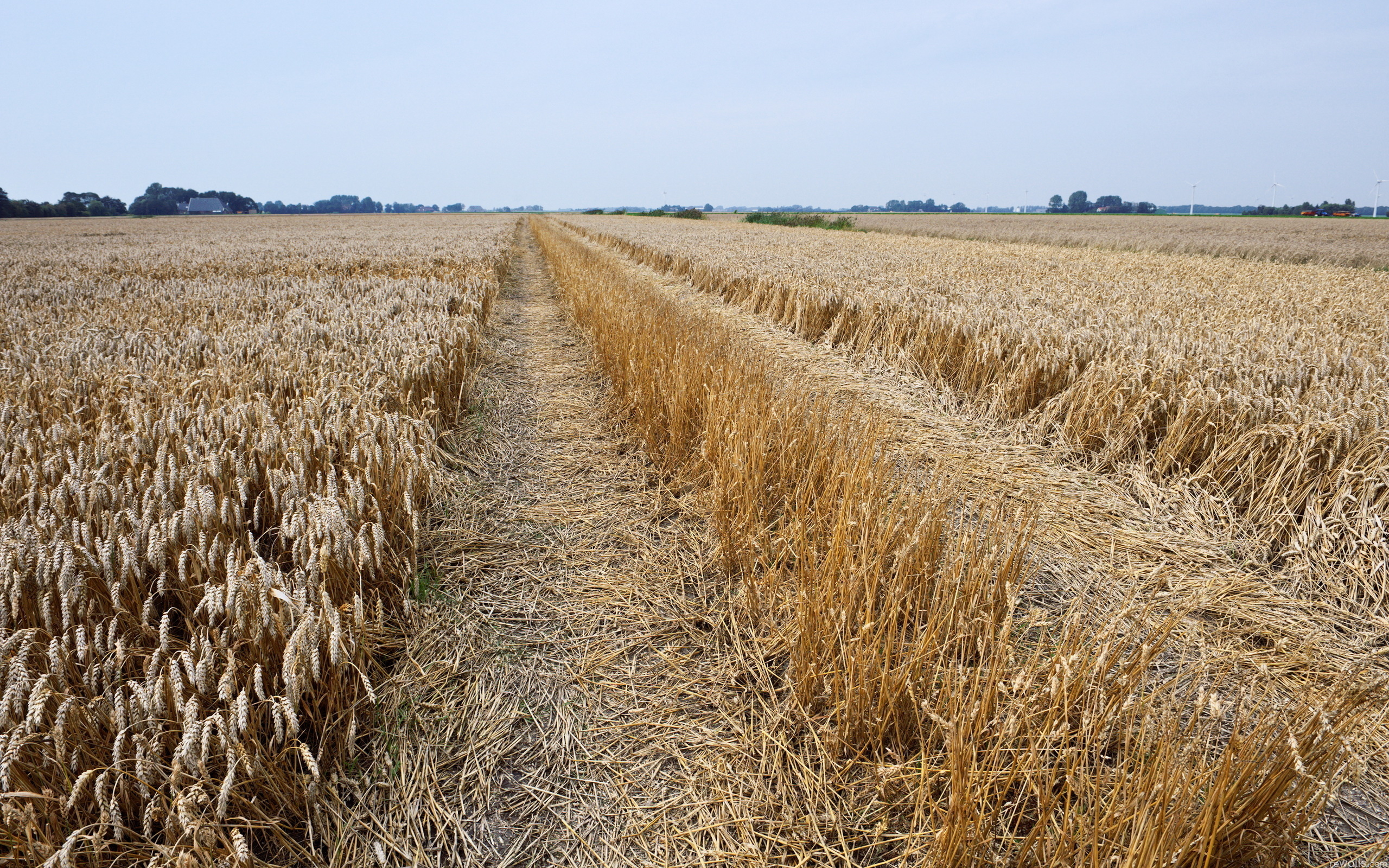 Matched field. Пшеничное поле. Дорожка в пшеничном поле. Земля поле пшеницы. Пшеница на земле.