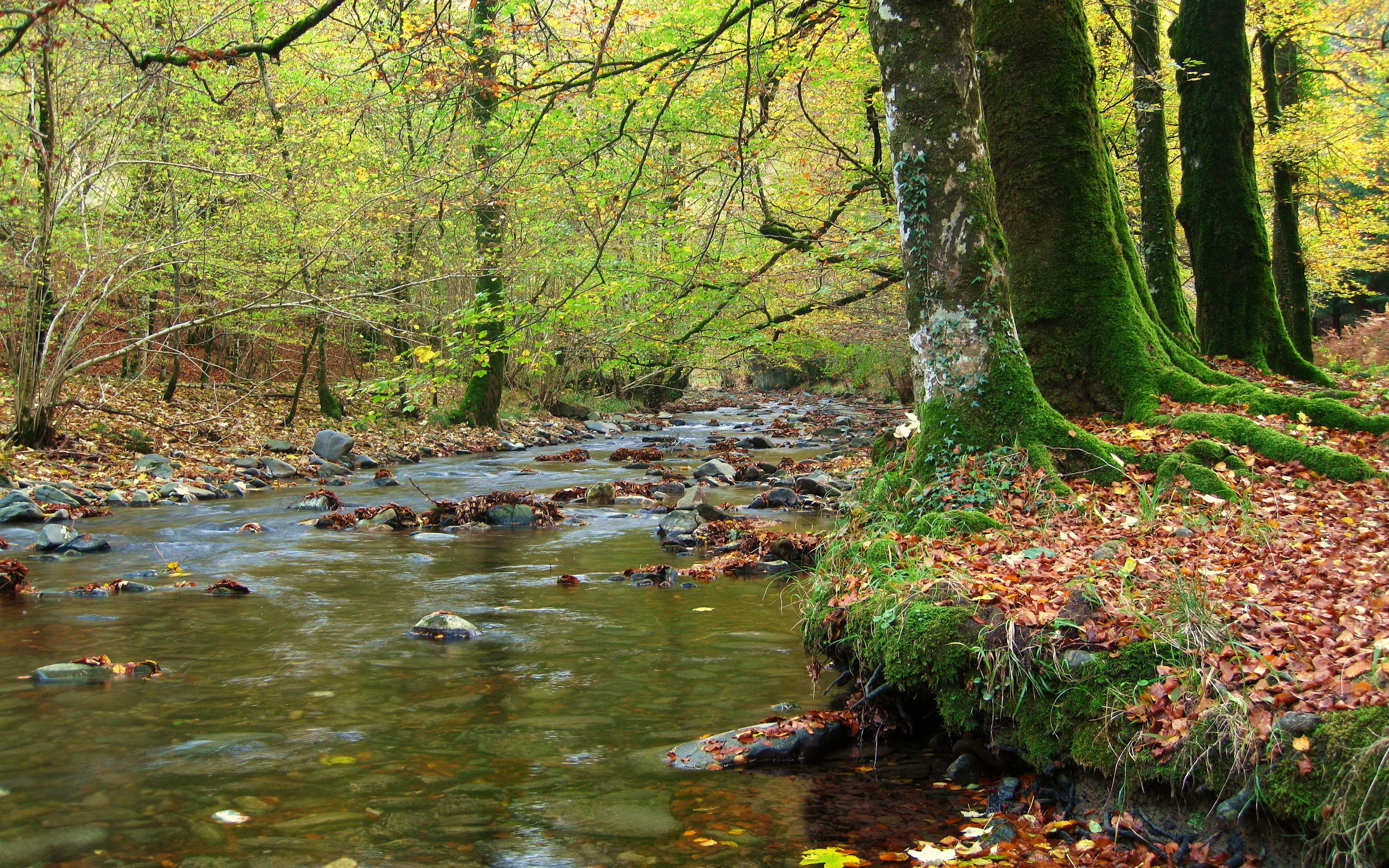 Река пояснение. Дерево у реки. Река дерево камень. Дерево природа река обои на рабочий. Дерево у реки картинки.
