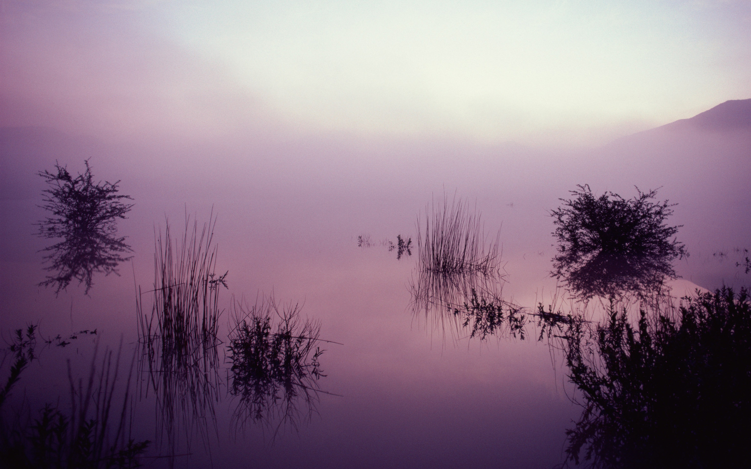 Розовое болото. Туман. Фиолетовый туман. Пейзаж туман. Озеро в тумане.