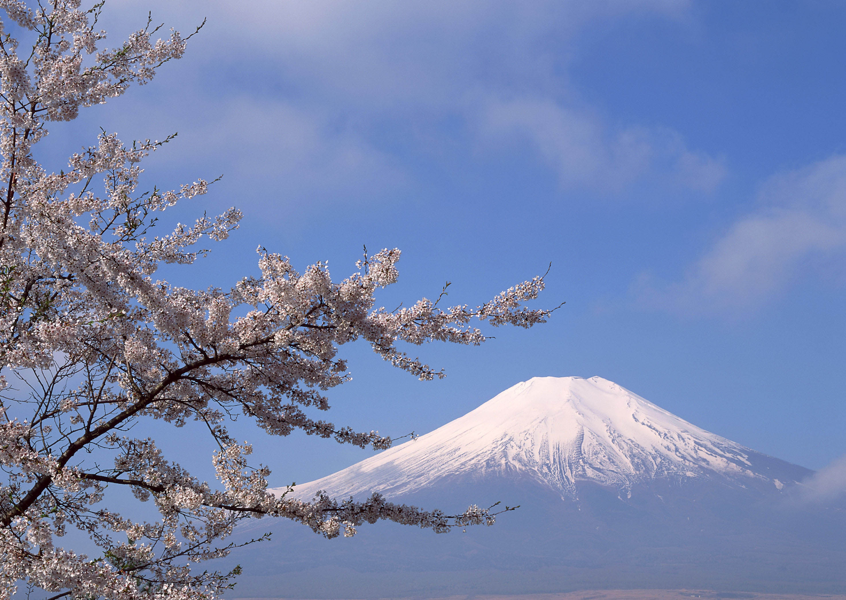 Фудзи чита сайт. Гора Фудзияма в Японии. Гора Фудзи в Японии. Киото Фудзияма. Япония гора Фудзияма и Сакура.