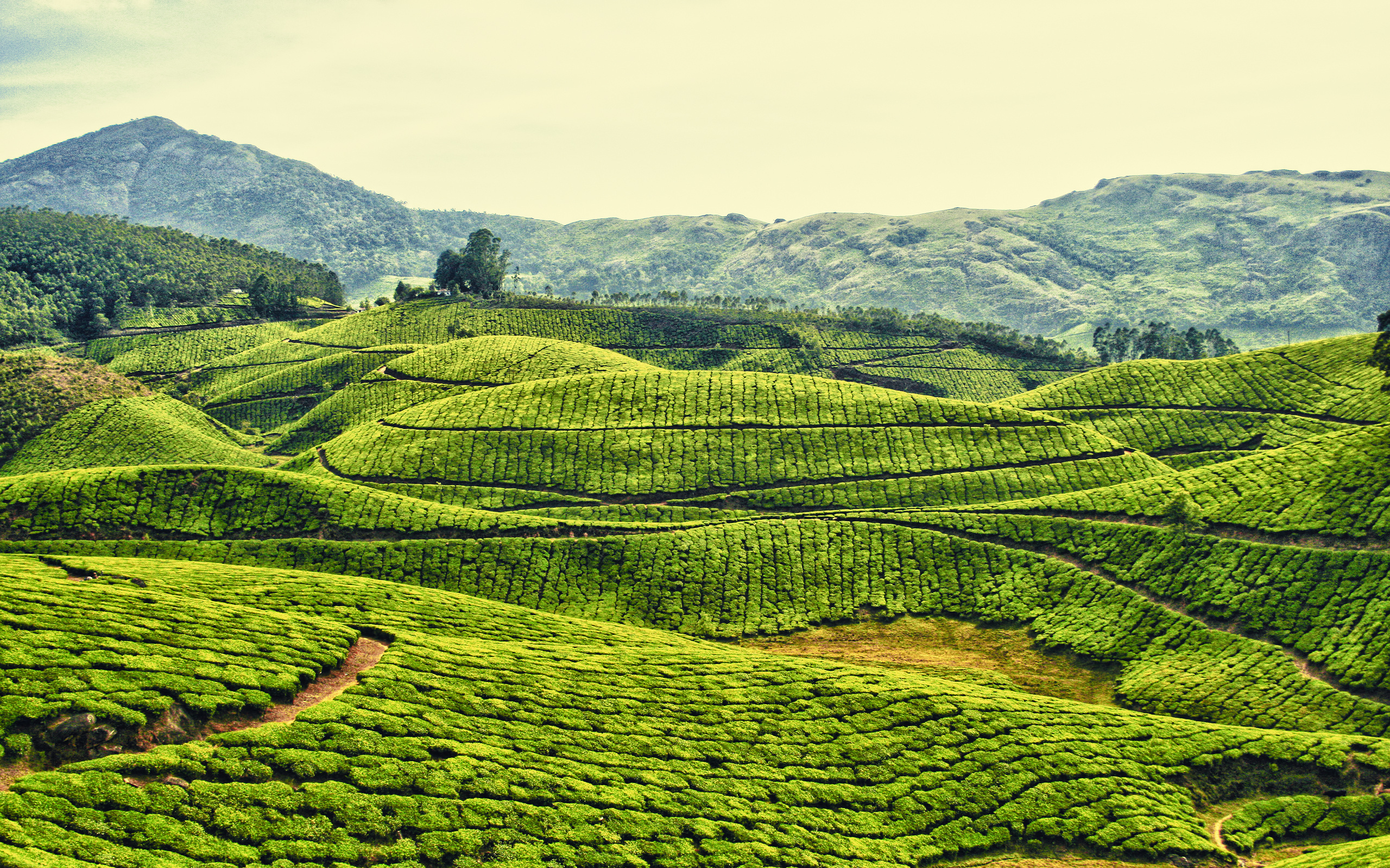 Китайские равнины полезные ископаемые. Индия чайные плантации Ассам. Чайные плантации в Индии. Керала чайные плантации. Чайные плантации штата Ассам.