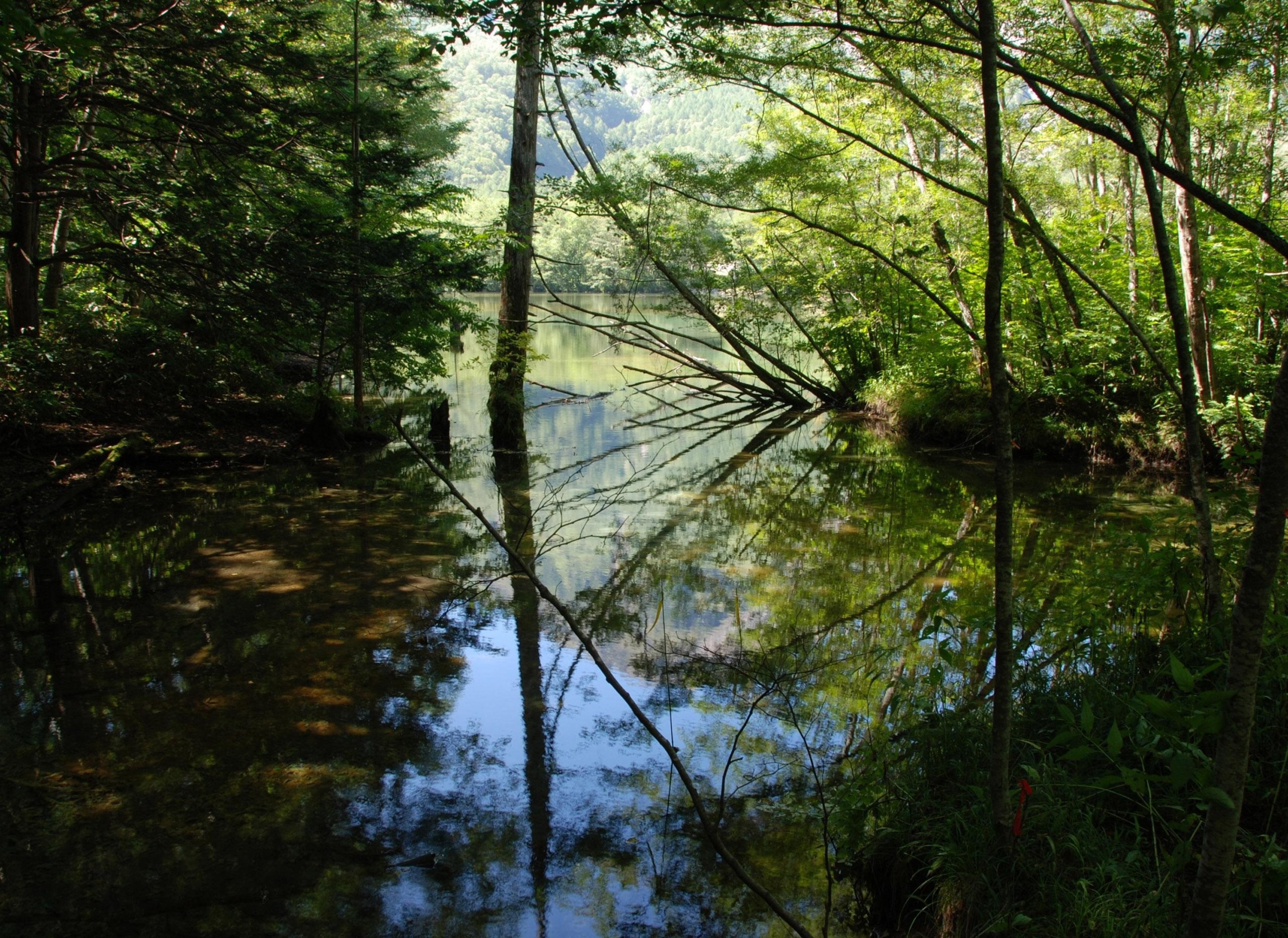 Лес без деревьев реки без воды. Река в лесу. Отражение леса в воде. Отражение деревьев в реке. Лес в отражении воды.