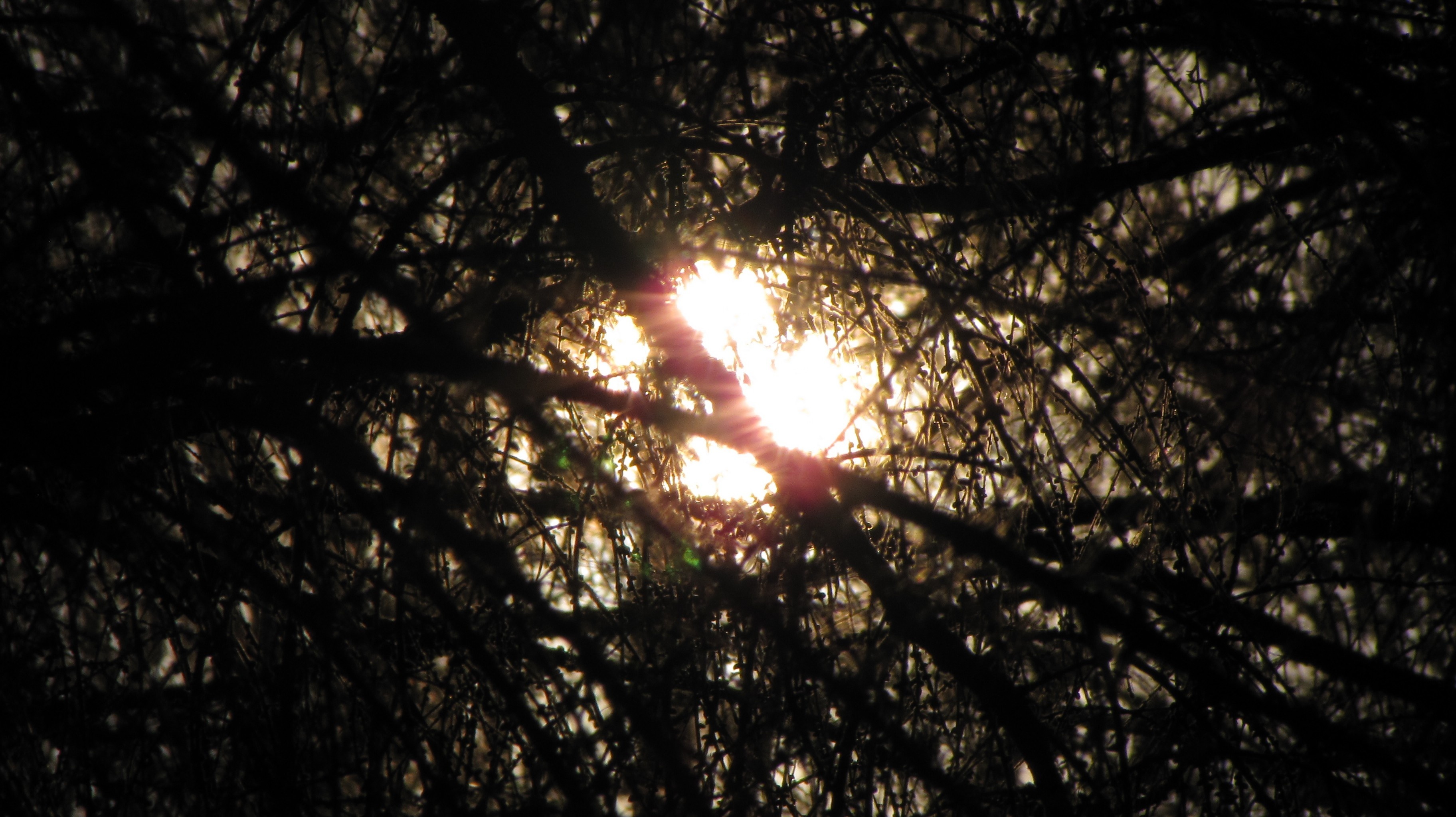Черное солнце и лес. Солнце the Forest. Картина лес солнечные лучи. Солнце пробивается среди деревьев заставка. Лес солнце и звезды