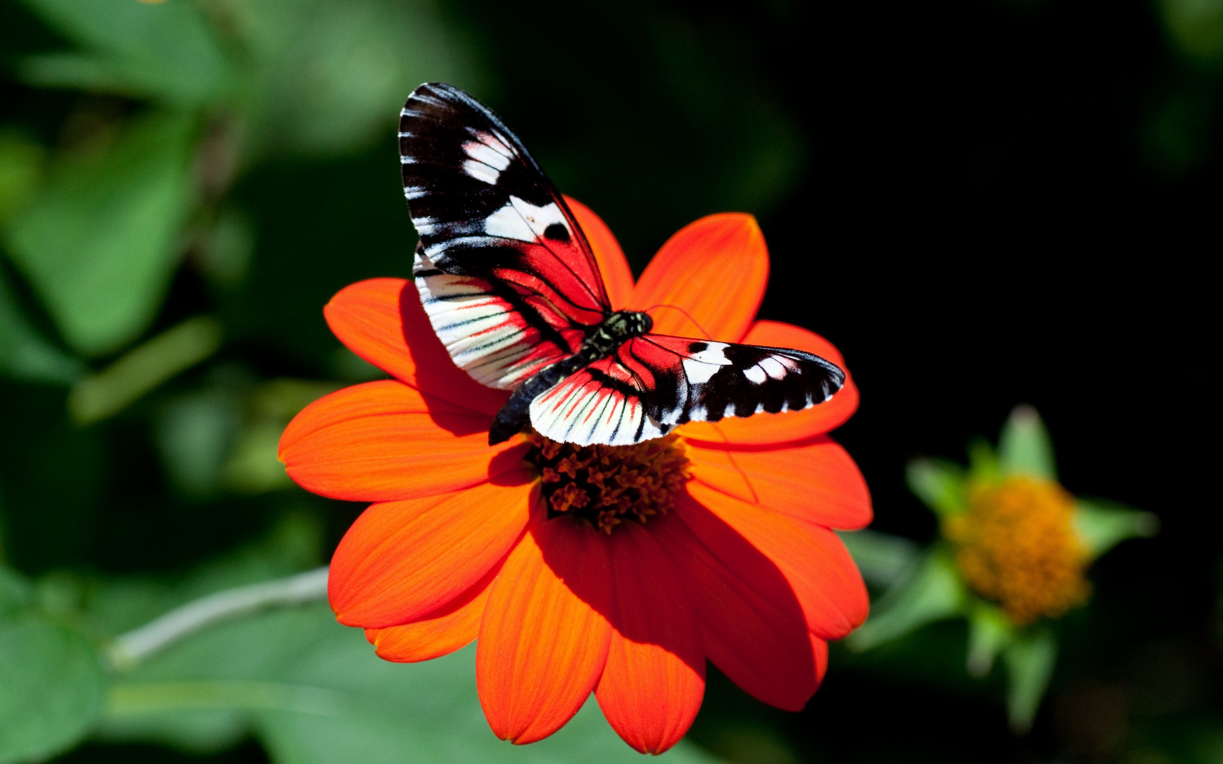 Картинки на телефон на заставку. Красивые бабочки. Бабочка на цветке. Яркие бабочки. Бабочки в цветах.