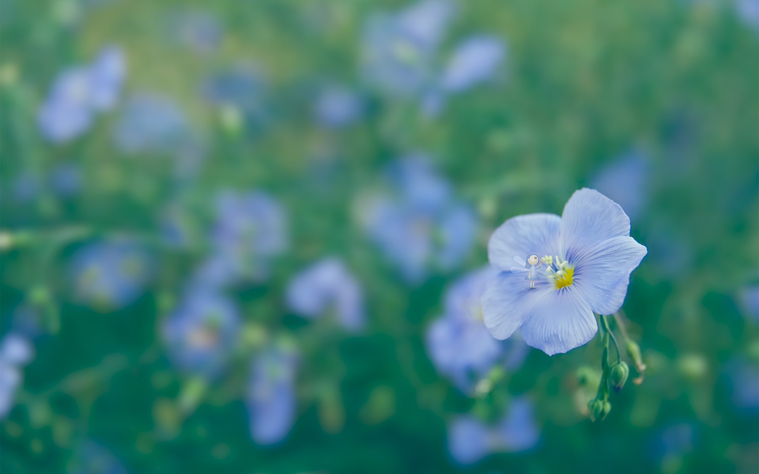 Фон незабудки. Лен цветок. Голубые полевые цветы. Поле незабудок. Нежные полевые цветы.