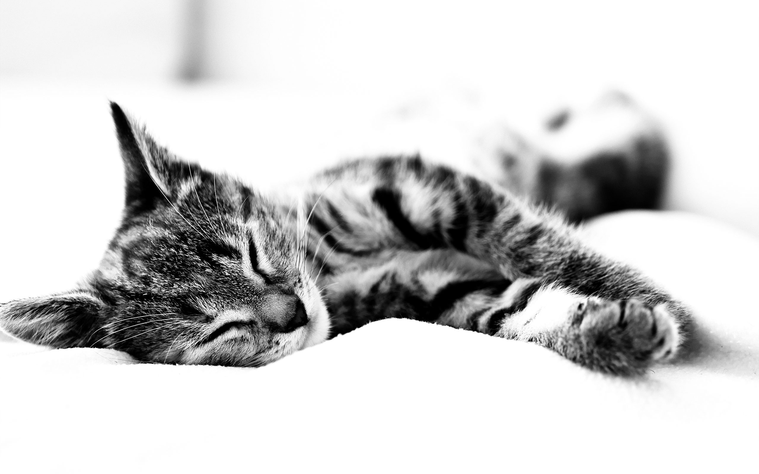 Черно белые картинки котят. Спящий кот. Спящие котята. Милые спящие котята.