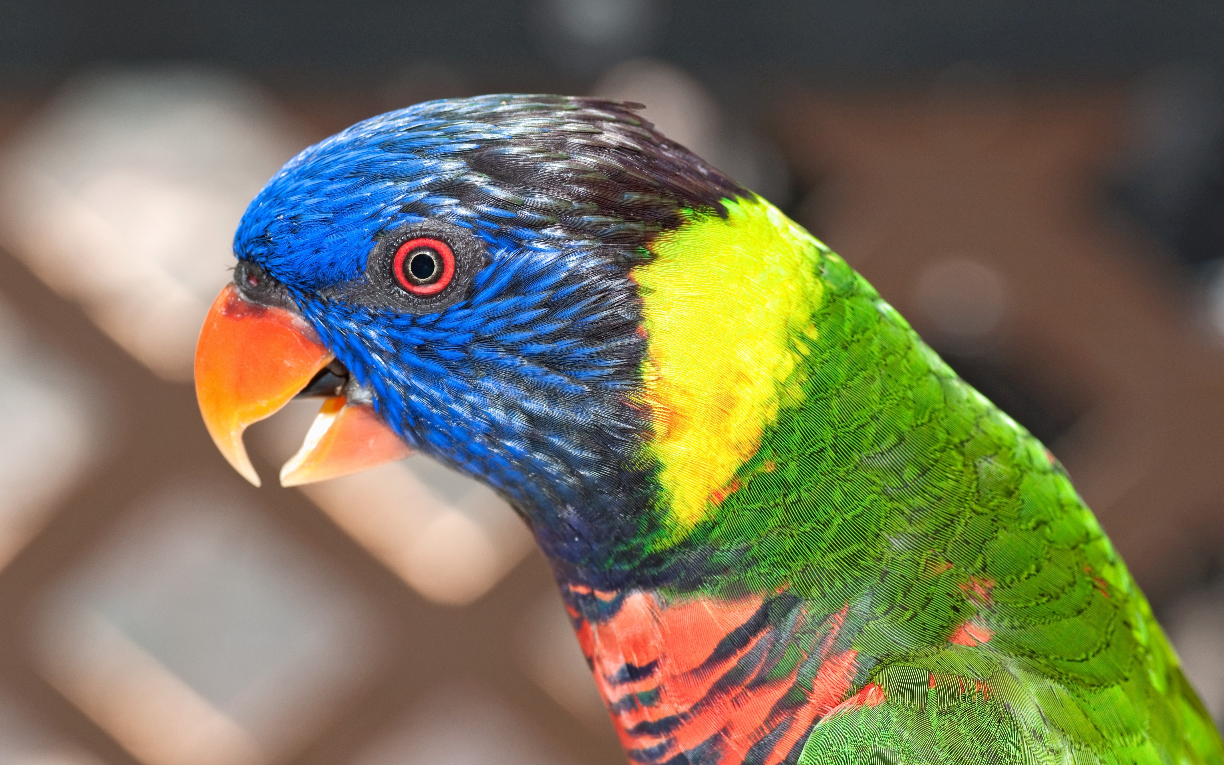 Попугай открывает рот. Лорикет попугай зеленый. Волнистый попугайчик разноцветный. Попугай цвета манго. Радужный лорикет.