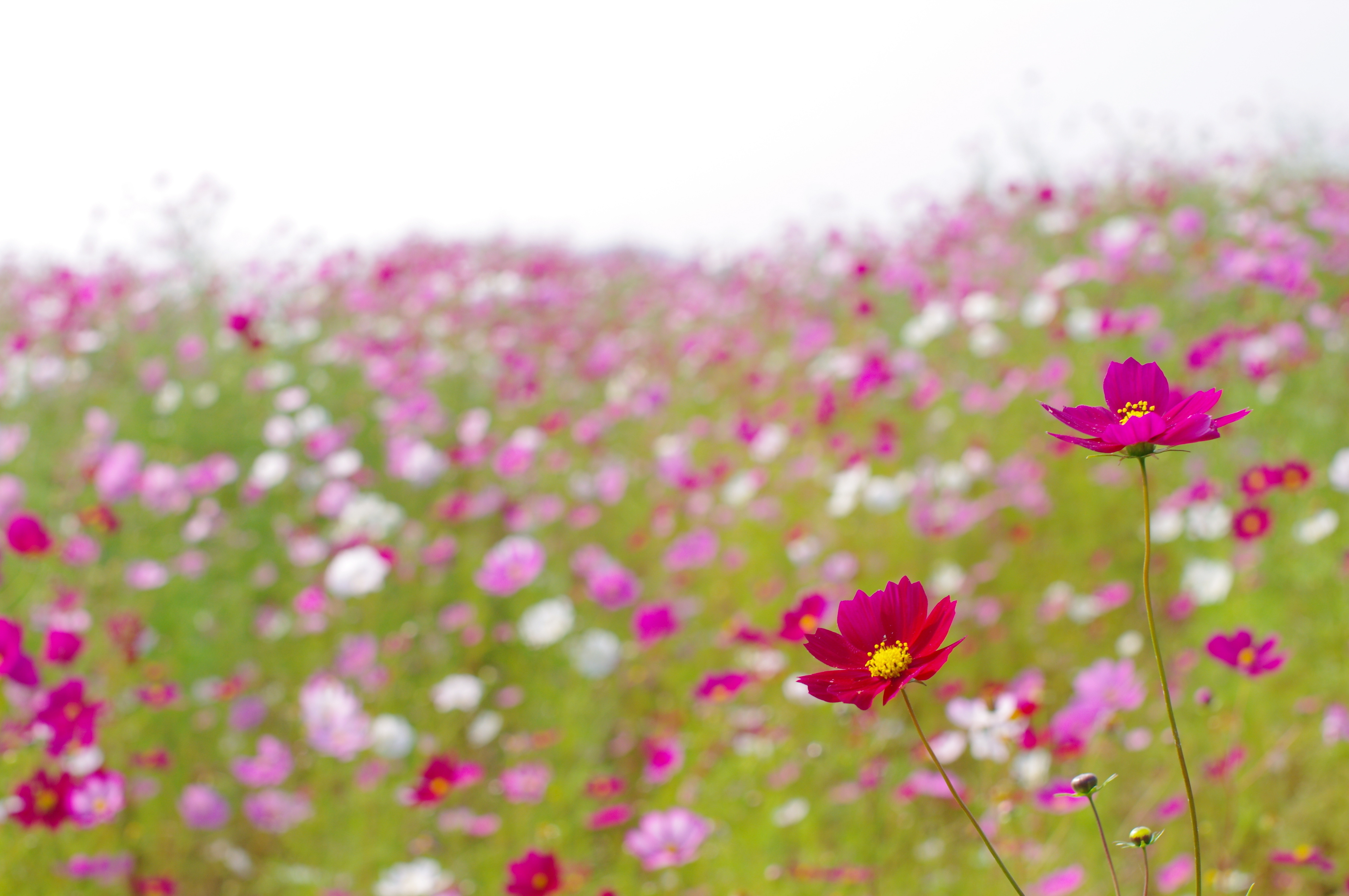 Лето цвет розовый. Космея поле. Космея Луговая. Поле цветы космея. Луговые цветы космея.