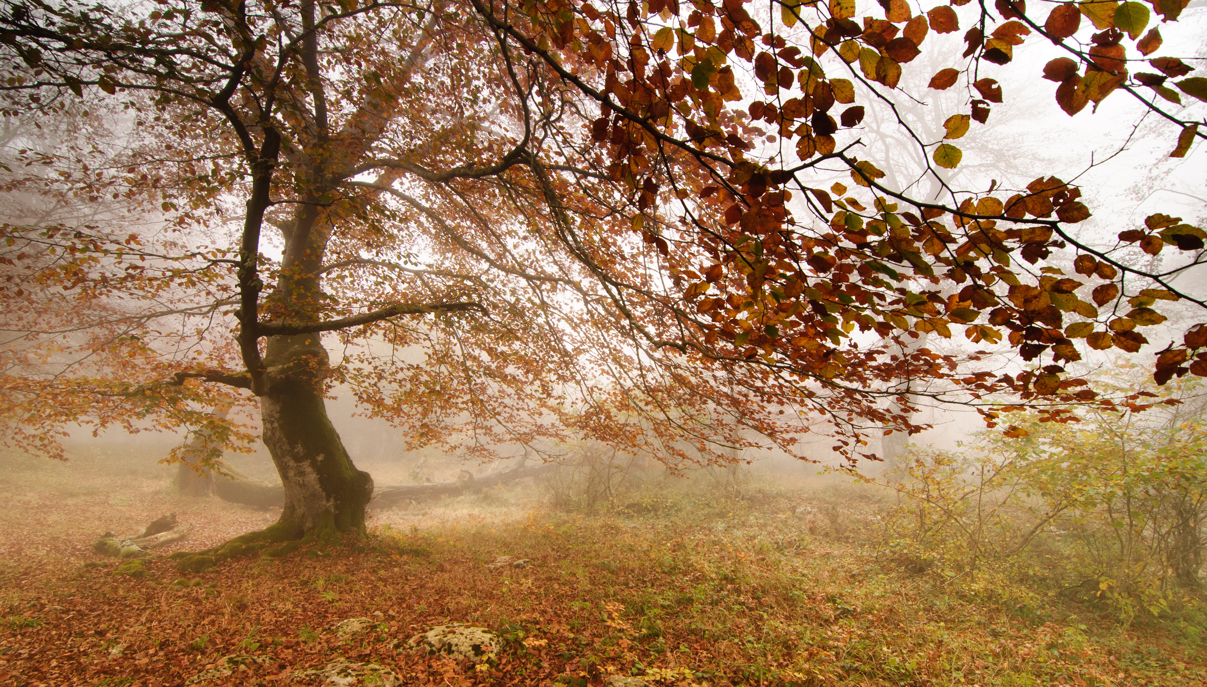 Ветер играет легкой листвою. Орешина дерево осенью. Осень ветер. Дерево с опавшей листвой.