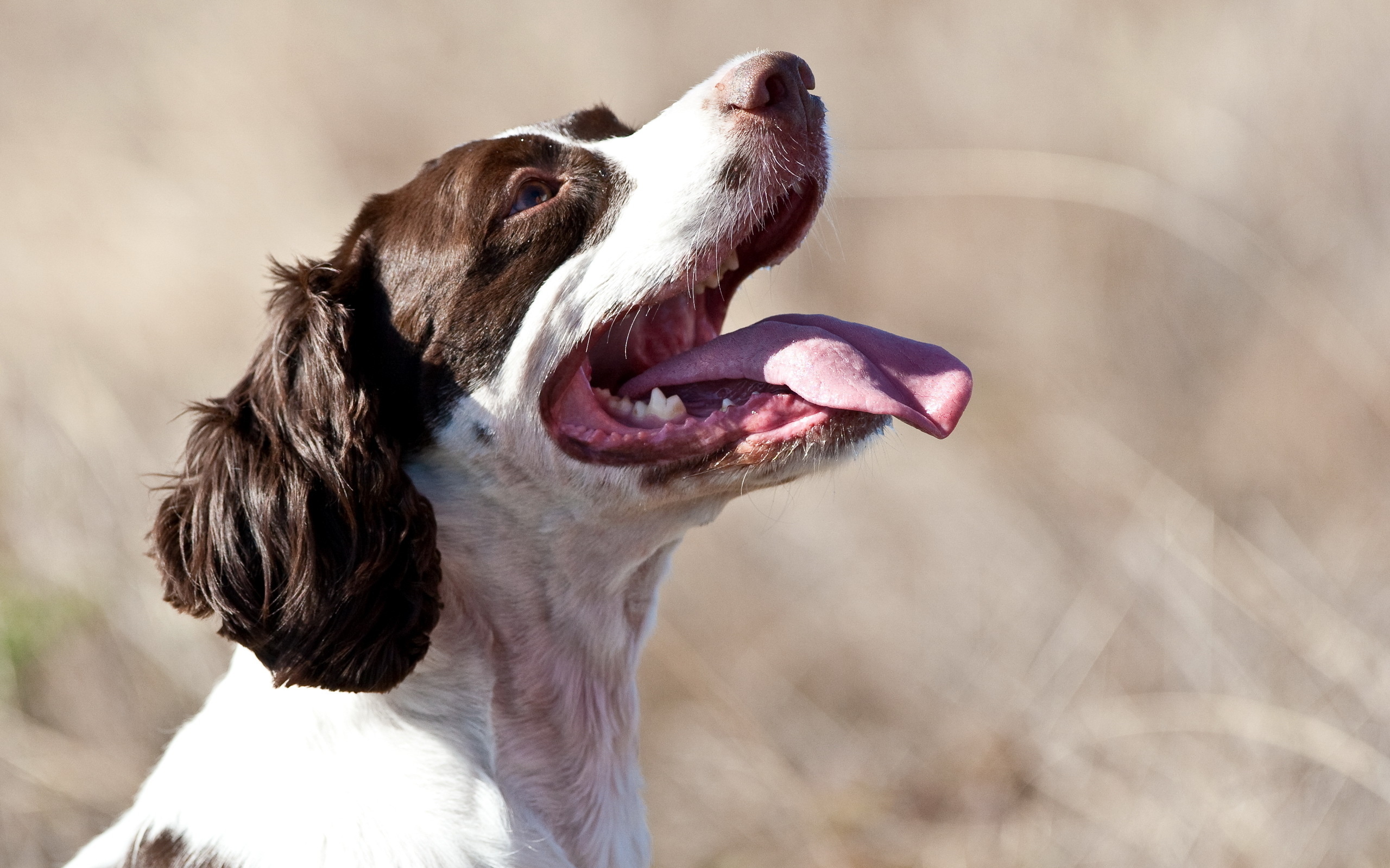 Почему собака часто дышит с открытым ртом. Собака с высунутым языком. Собака с вытянутым языком. Морда собаки.