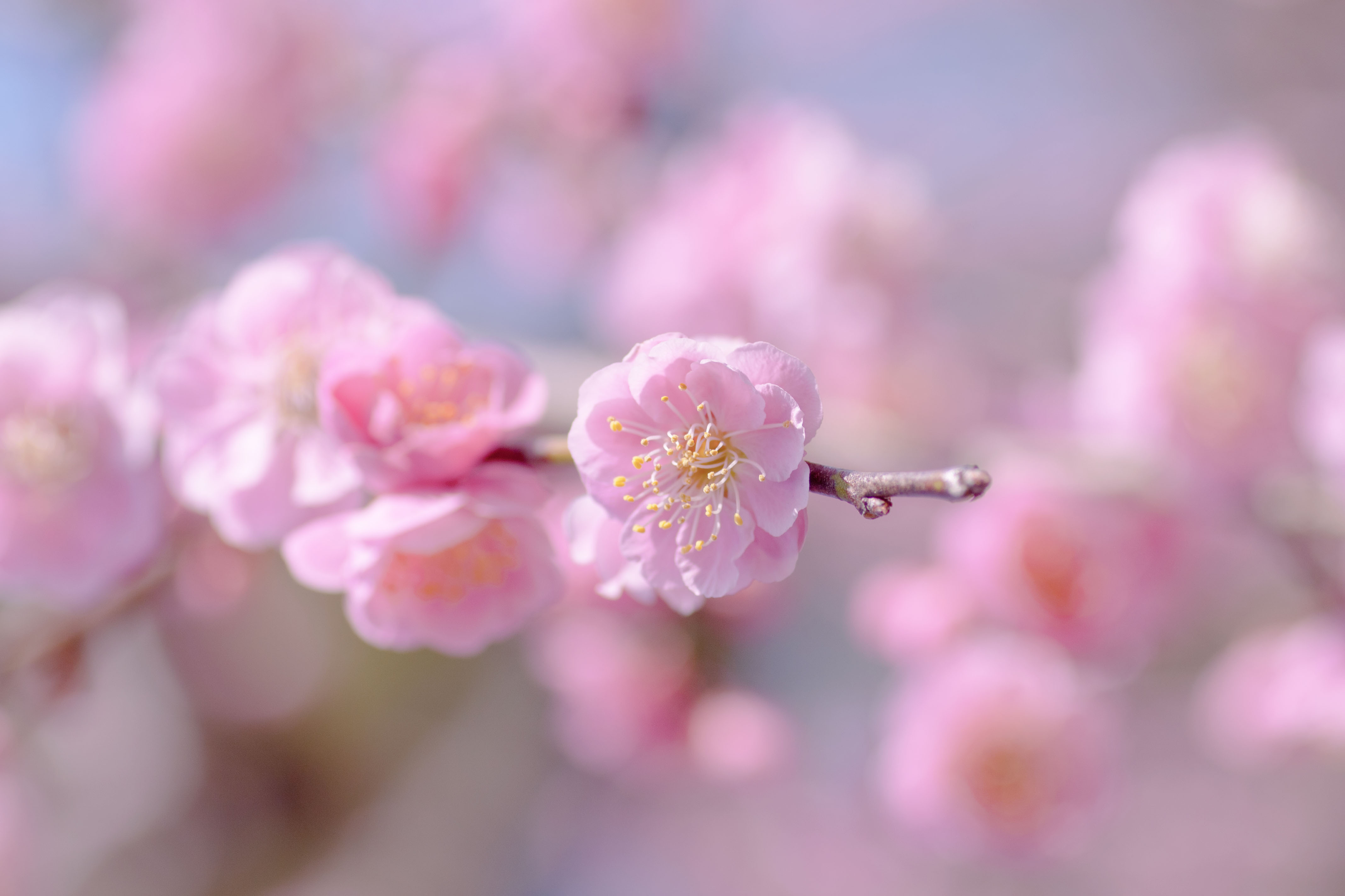 Нежная сакура. Розовые цветы. Весенние цветы. Нежные цветочки. Нежный цветок.