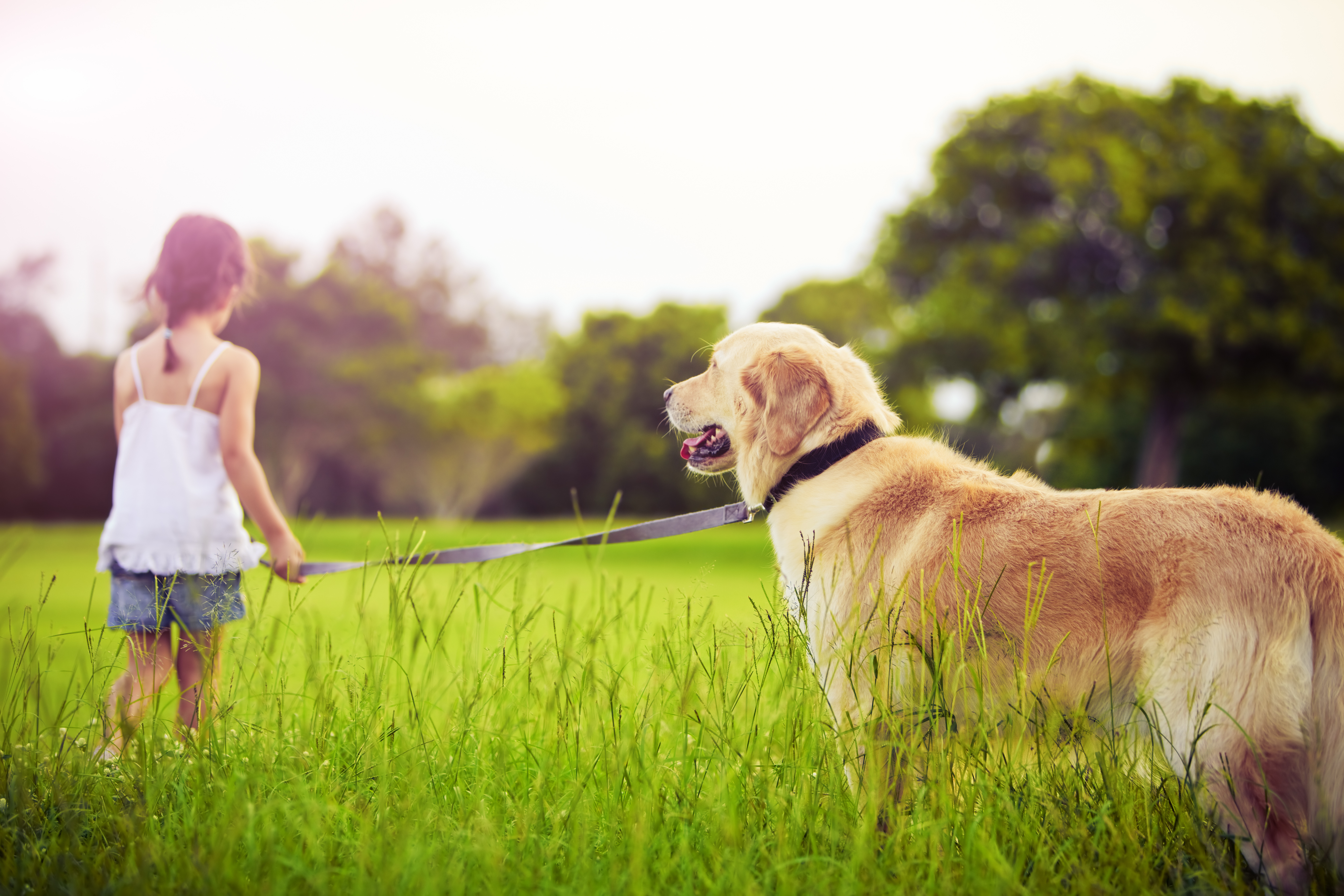Give a talk about pets. Лабрадор ретривер золотистый. Прогулка с собакой. Человек с собакой на природе. Девочка гуляет с собакой.