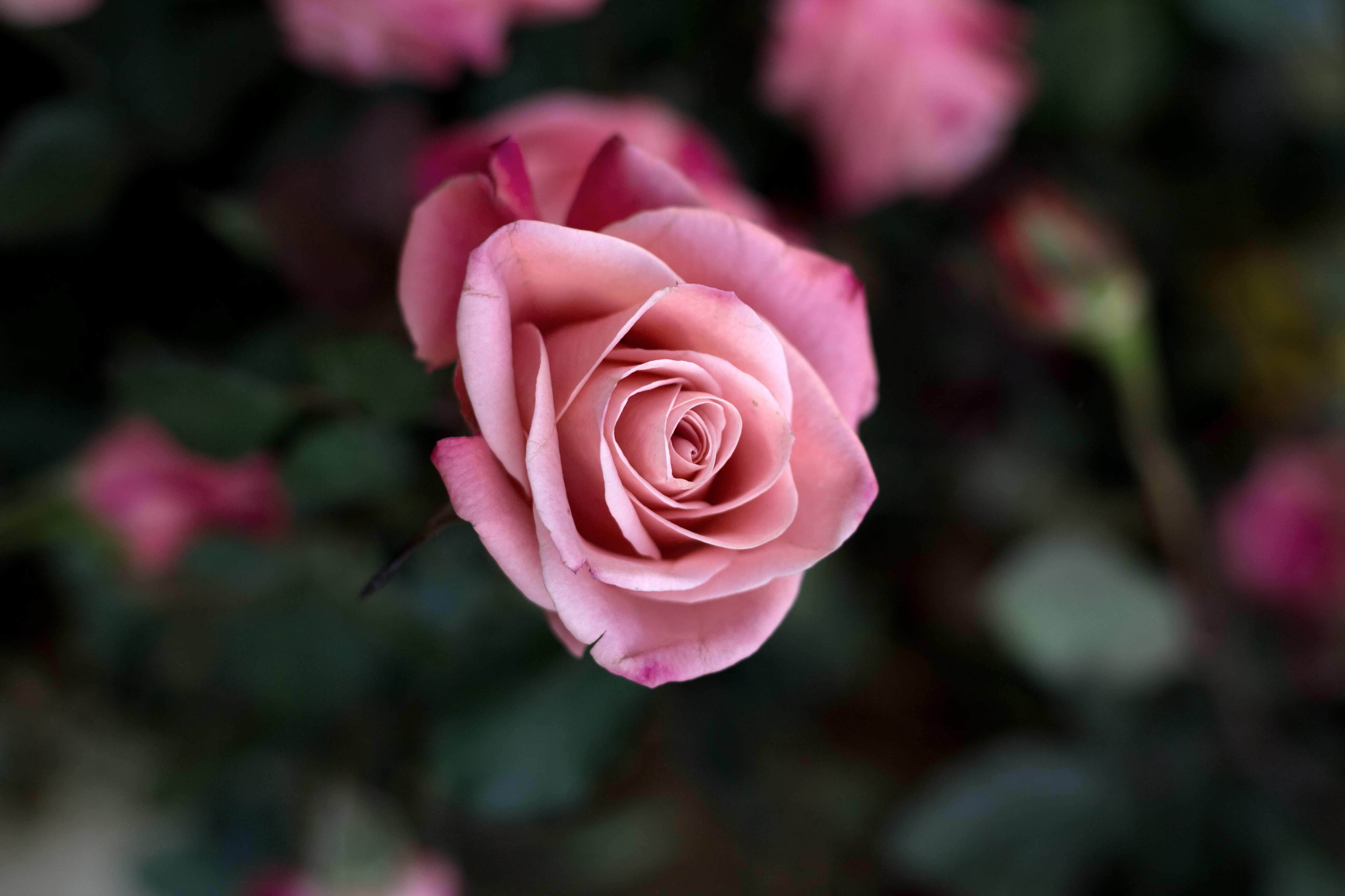 Розы красивое видео. Розовые розы. Красивые розовые розы. Картинки на рабочий стол розы.