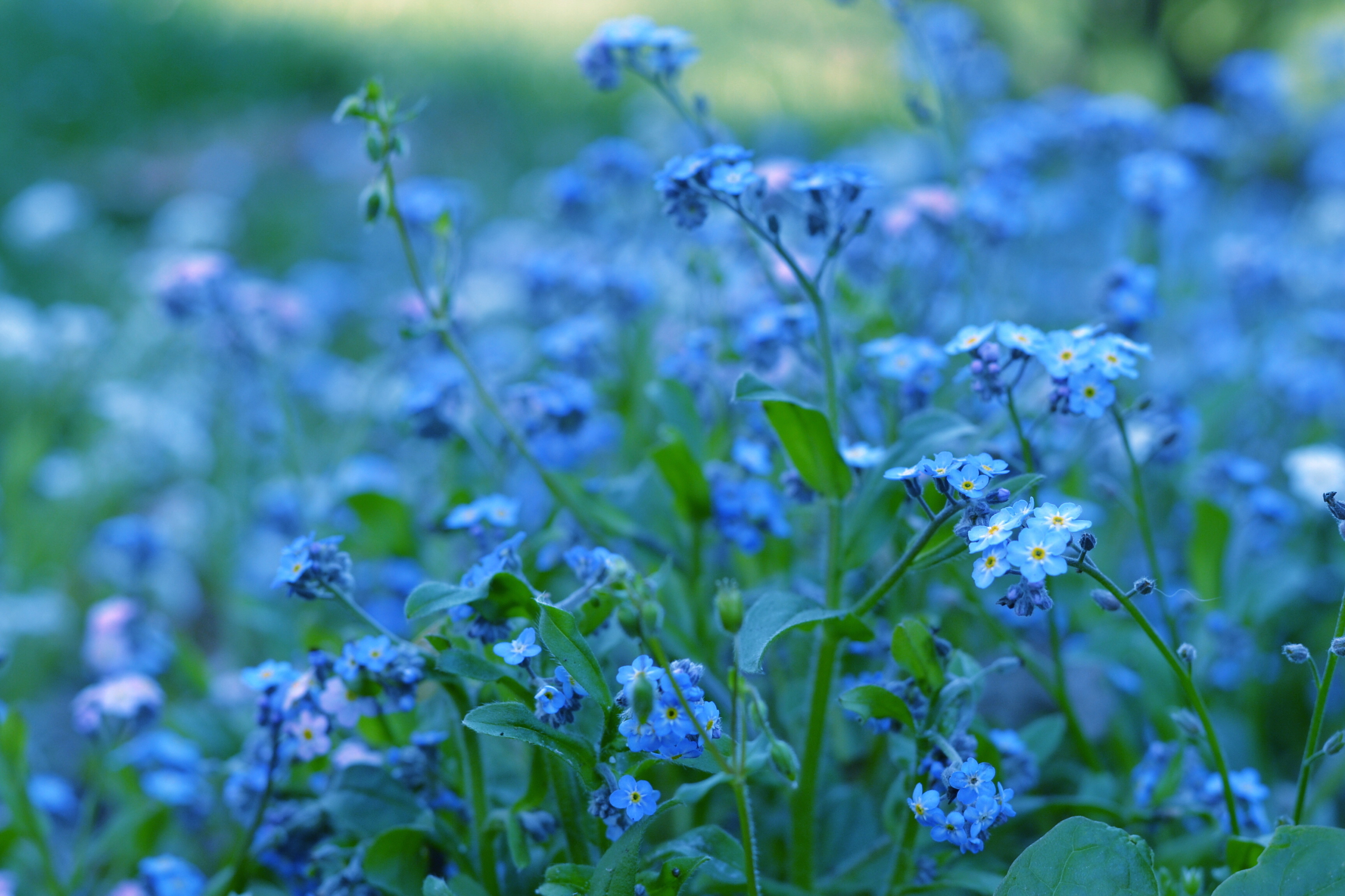 Синий цветок на лугу. Незабудка Полевая (Myosotis arvensis). Незабудка холмовая. Луговые цветы Незабудка. Голубые полевые цветы незабудки.