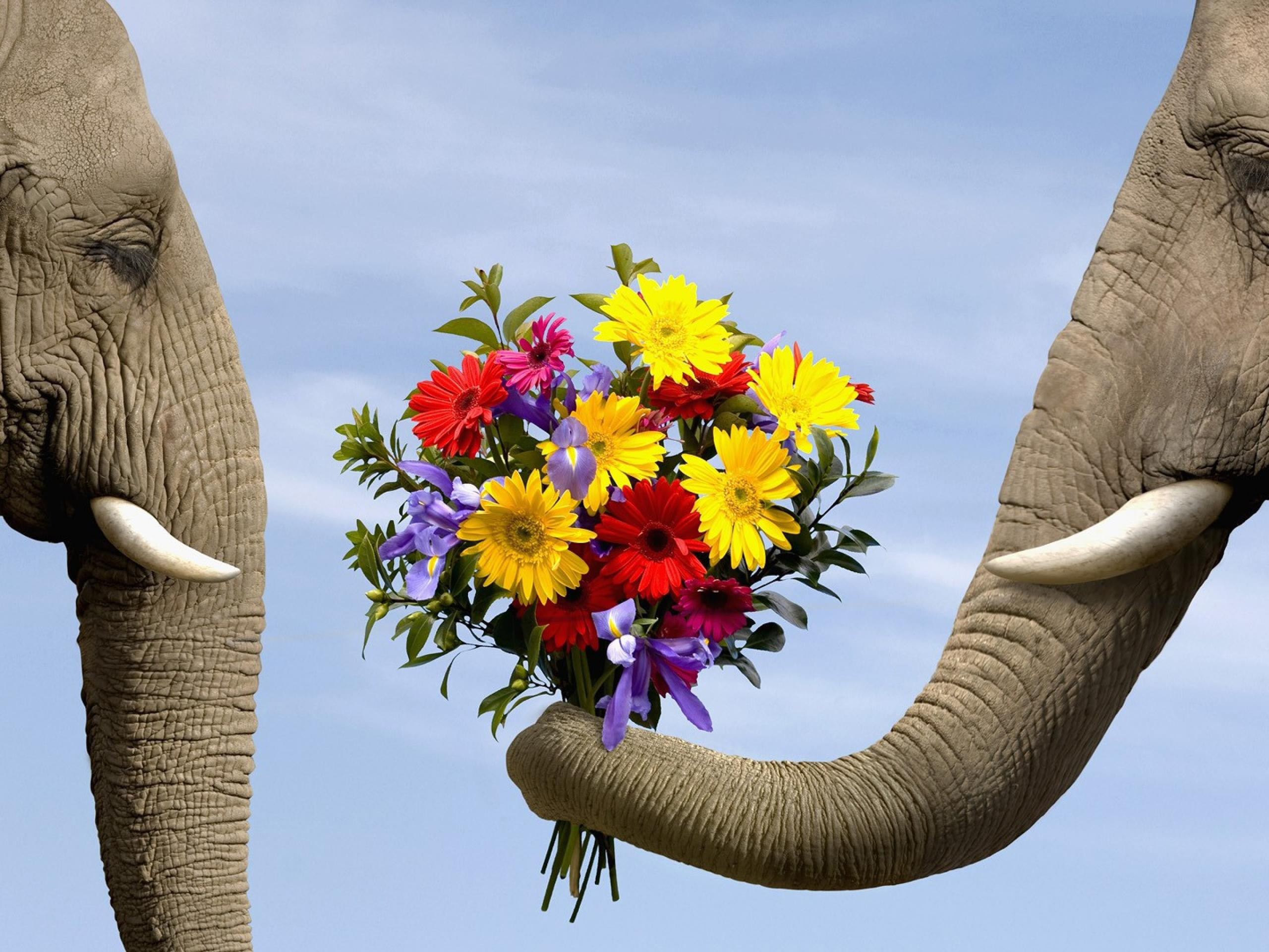 Картинки лишних слов. Цветы и животные. Слон с цветами. С днем рождения слон. Слоненок с цветами.