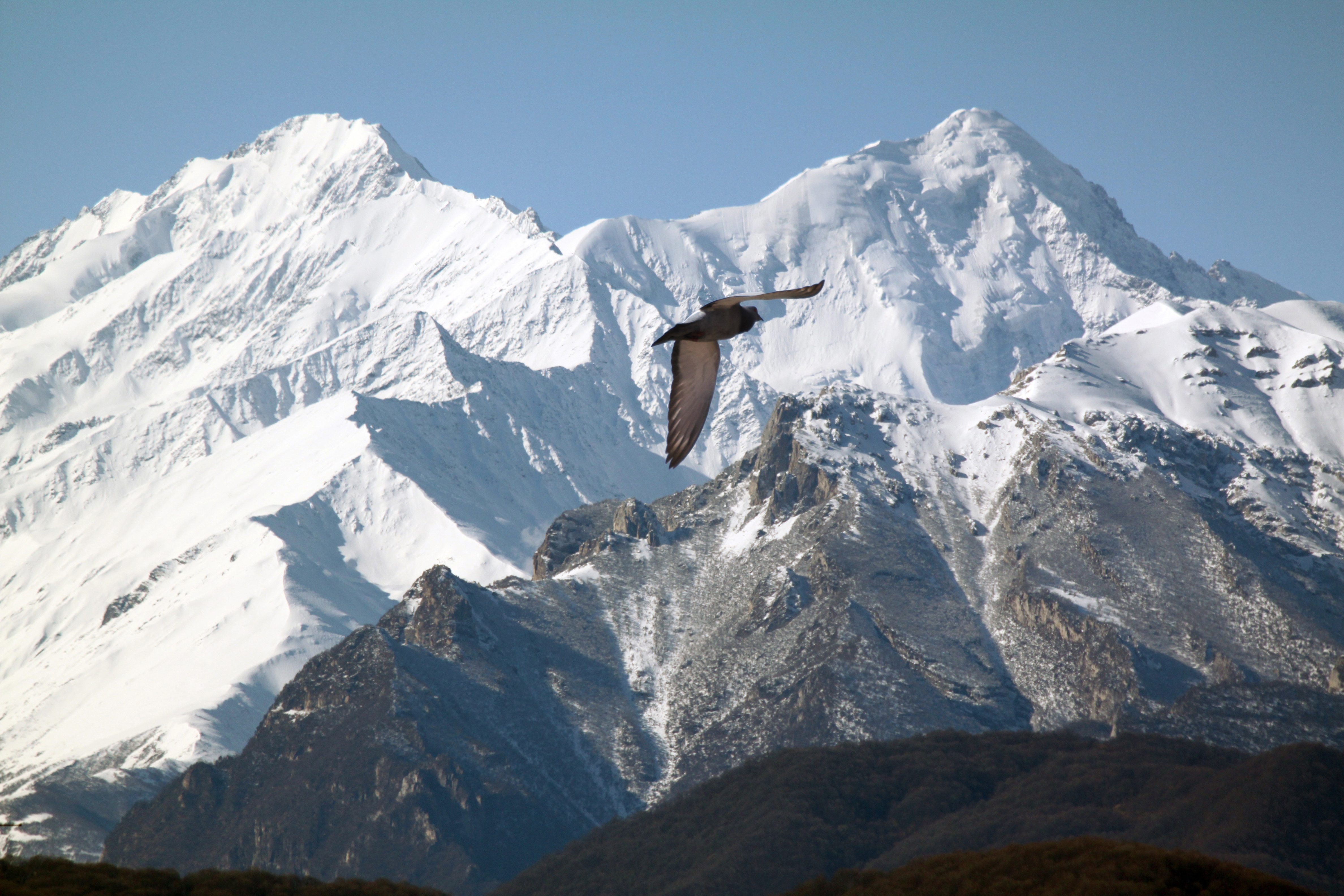 Птицы гималаев. Орел в Гималаях. Горный Орел Кабардино Балкария. Орел в горах Дагестана.