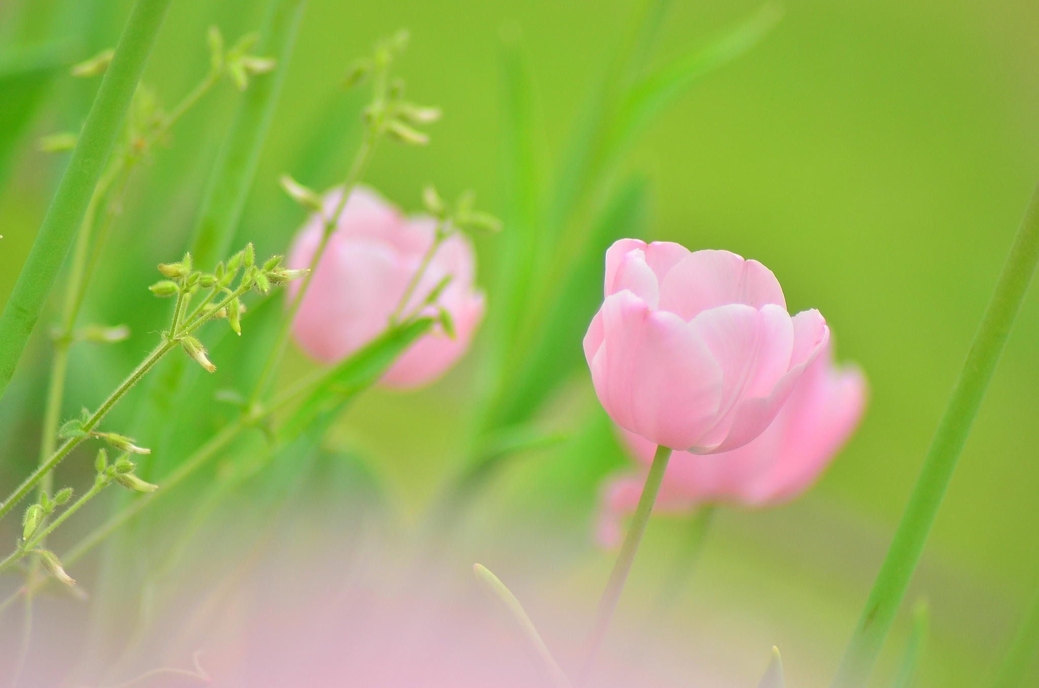 Розово зеленые обои. Нежные весенние цветы. Нежный цветок. Весенний фон на рабочий стол. Розовые цветы.